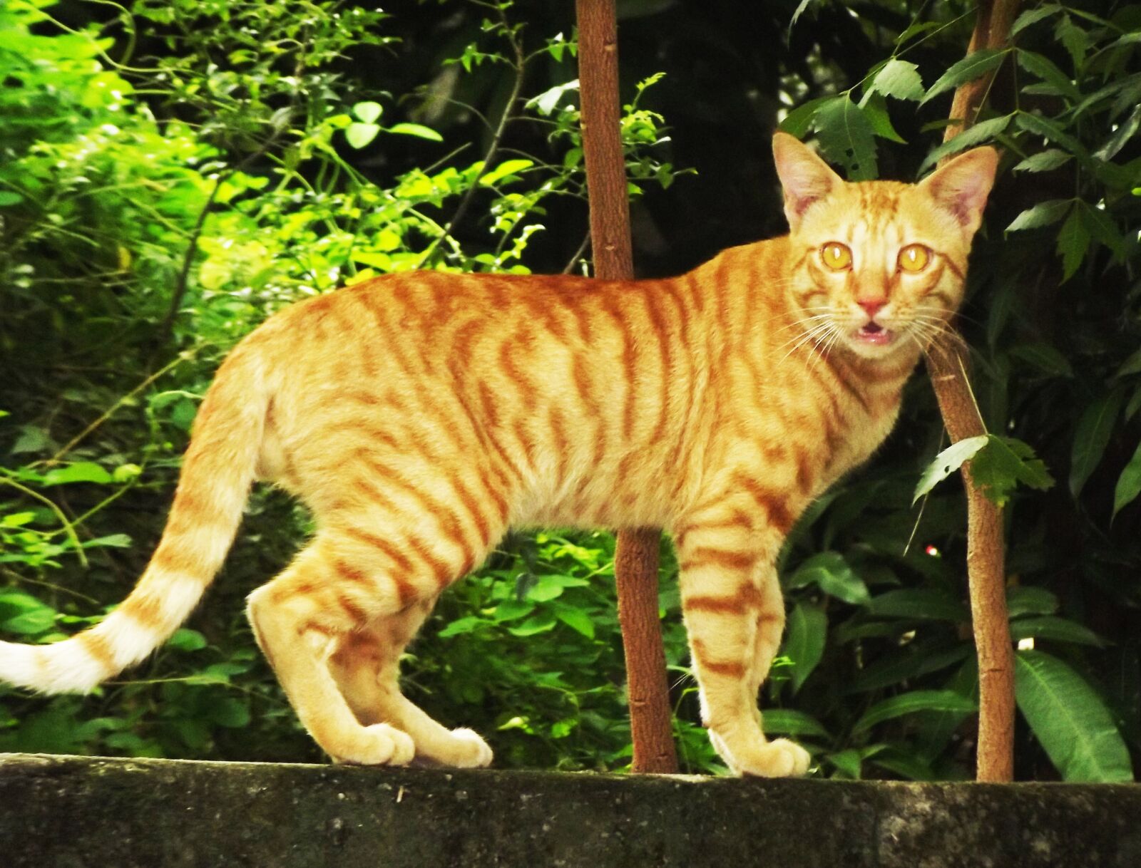 Fujifilm FinePix S2980 sample photo. Brown cat, my home photography