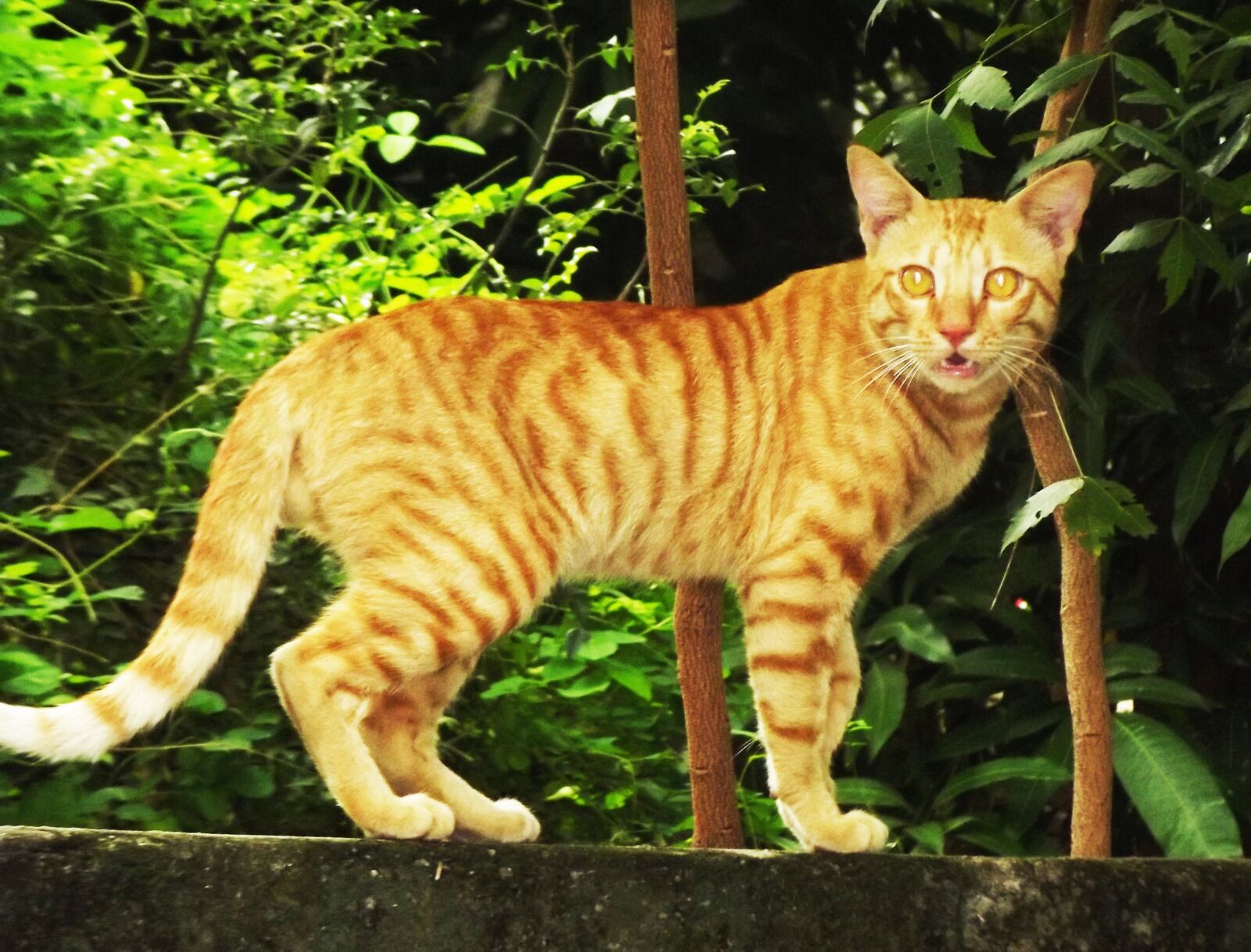 Fujifilm FinePix S2980 sample photo. Brown cat, my home photography