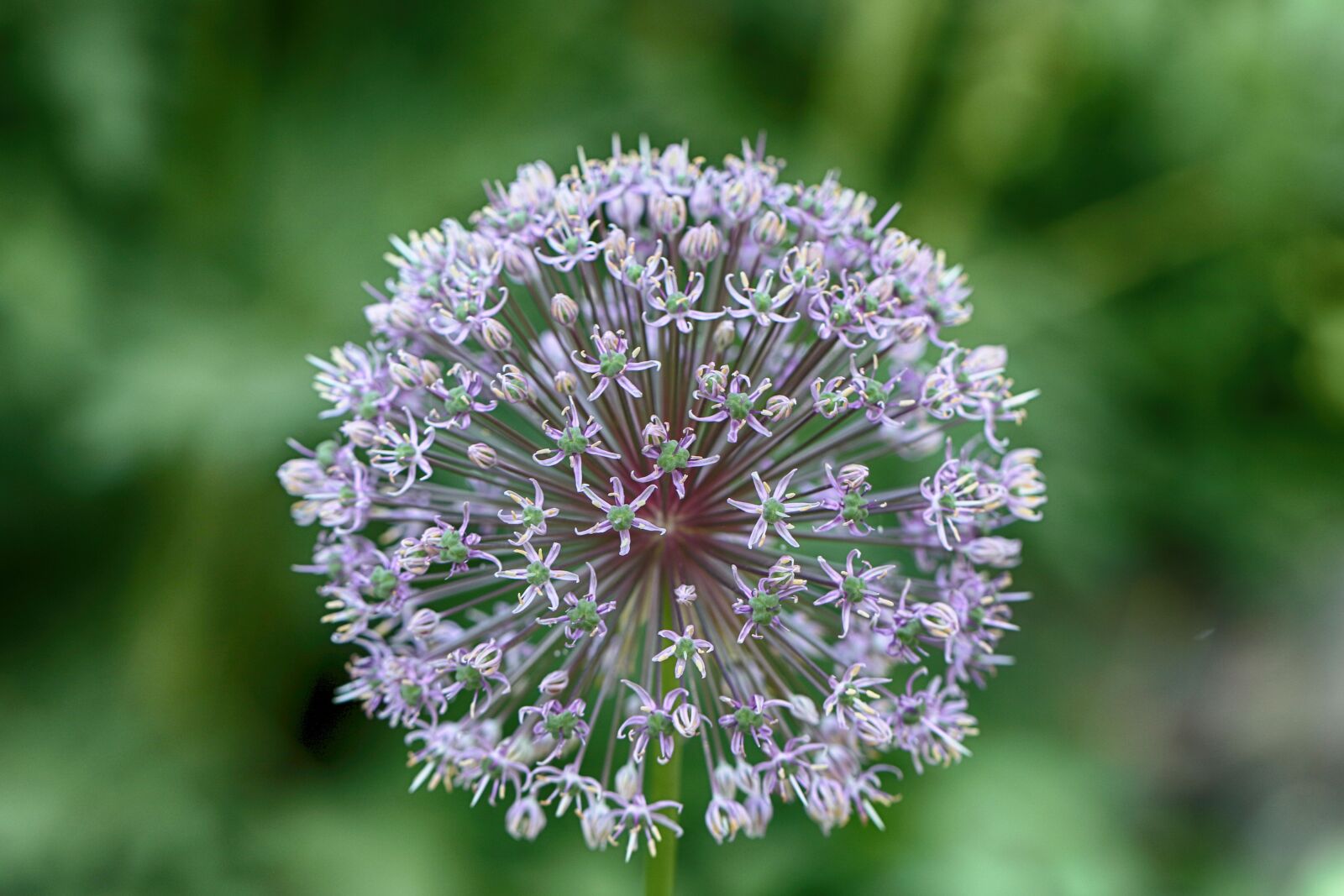 Canon EOS 7D Mark II sample photo. Flower, garden flower, floral photography