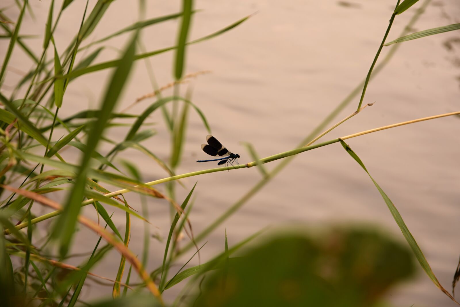 Nikon D5300 sample photo. Dragonfly, insects, water photography