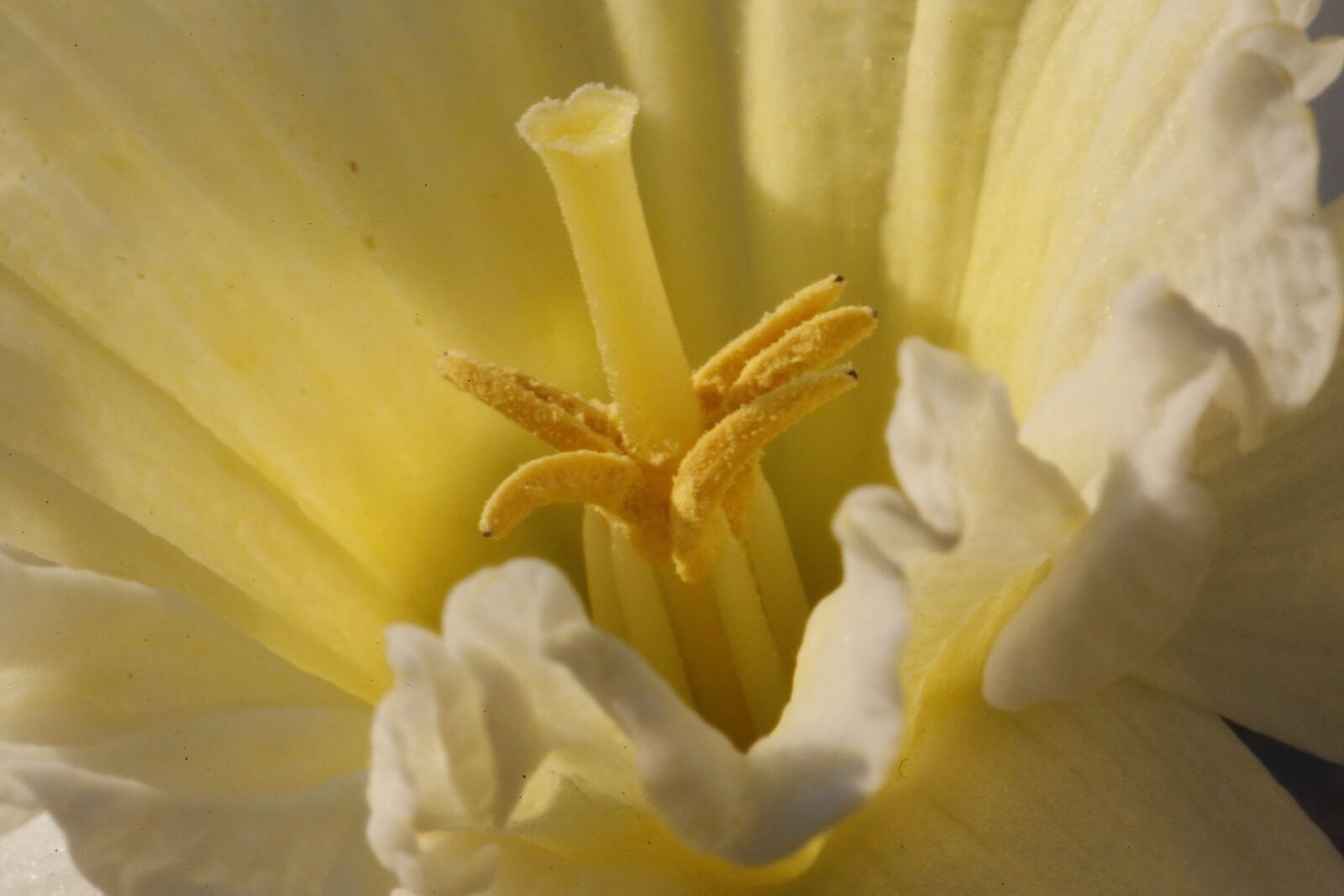 Canon EF 100mm F2.8L Macro IS USM sample photo. Snowflake, spring, flower photography