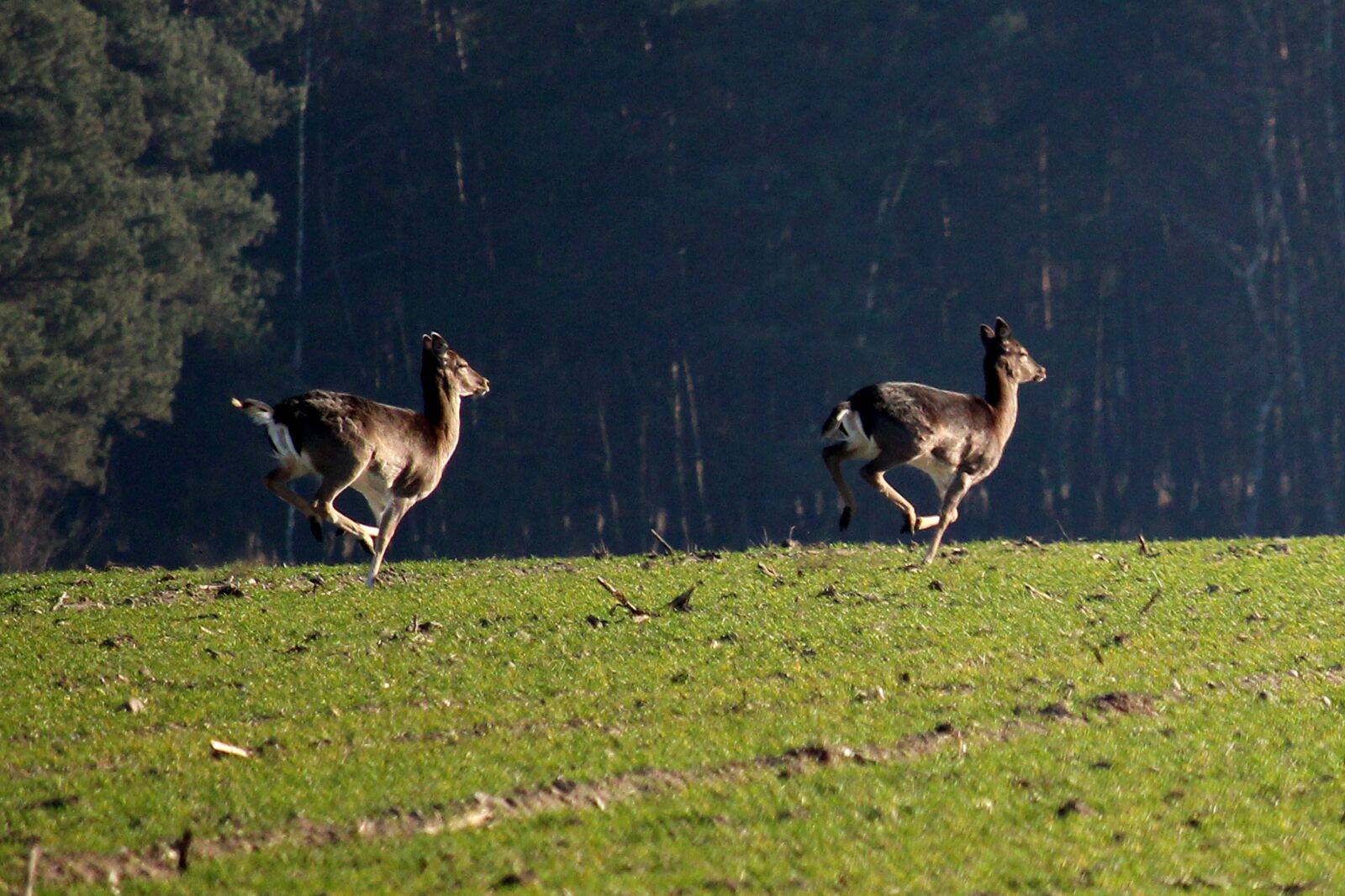 Canon EF-S 55-250mm F4-5.6 IS STM sample photo. Fallow deer, jump, arable photography