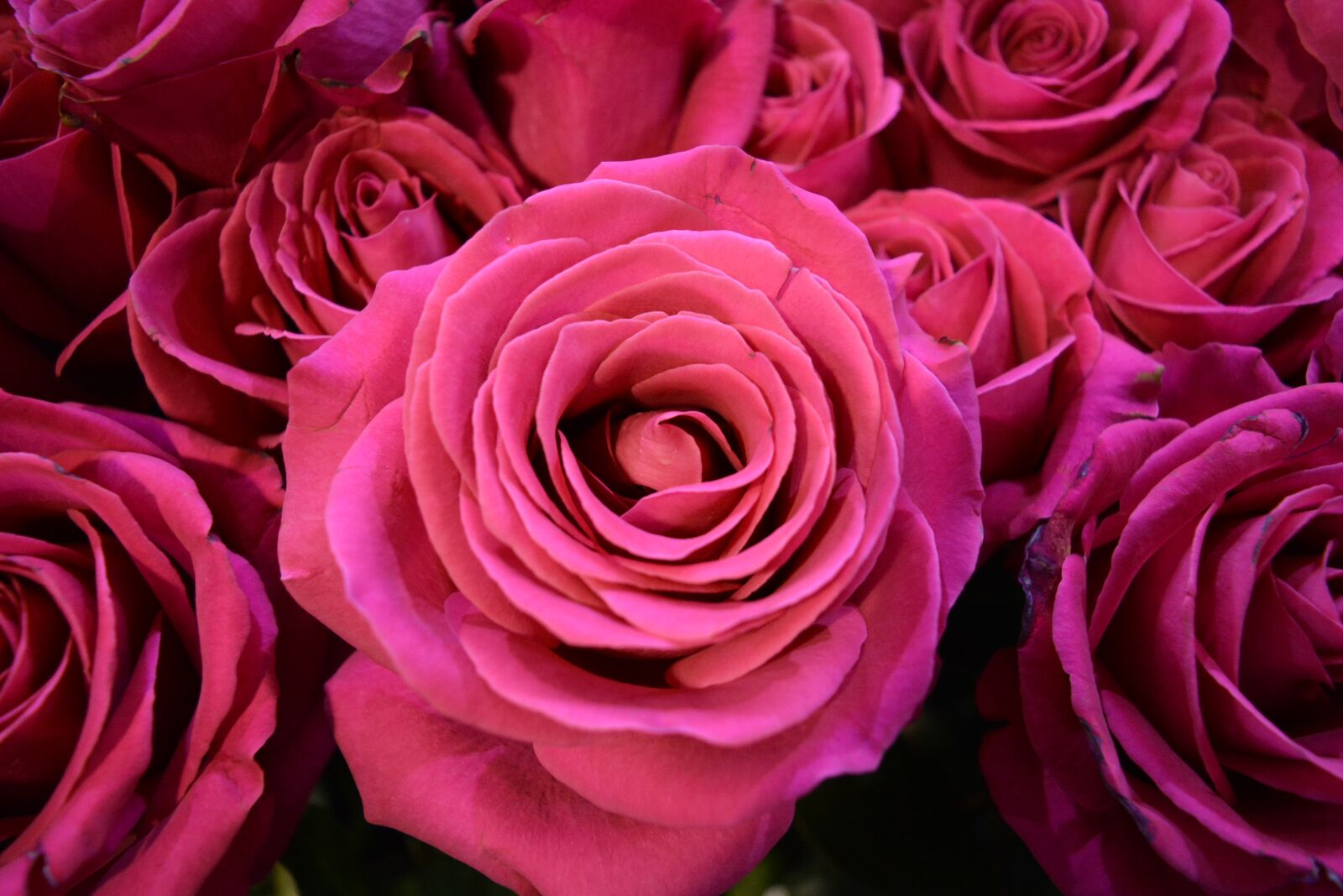 Nikon D5200 sample photo. Roses, flower, pink flower photography