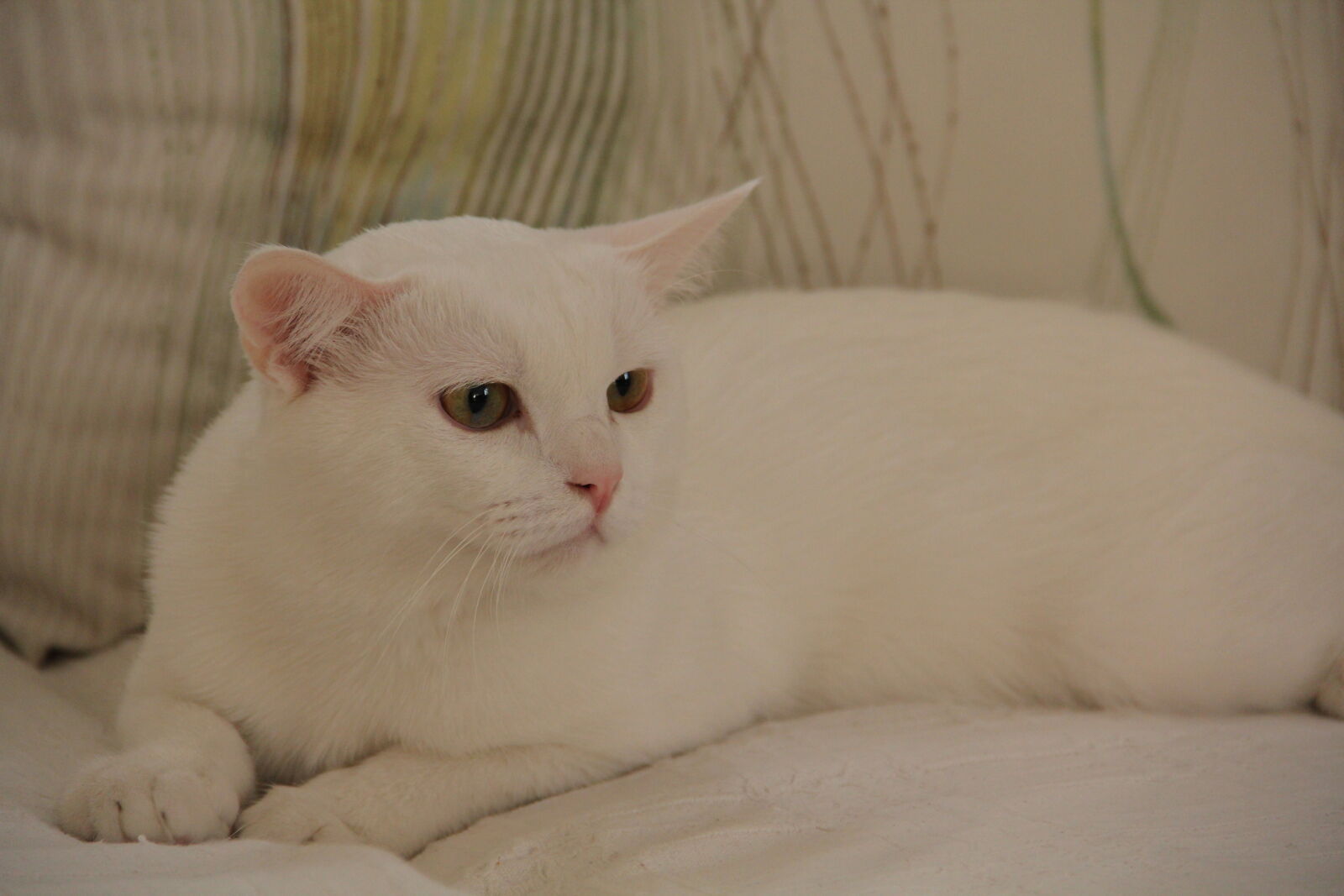 Canon EF-S 18-135mm F3.5-5.6 IS sample photo. Cat, white, white, cat photography