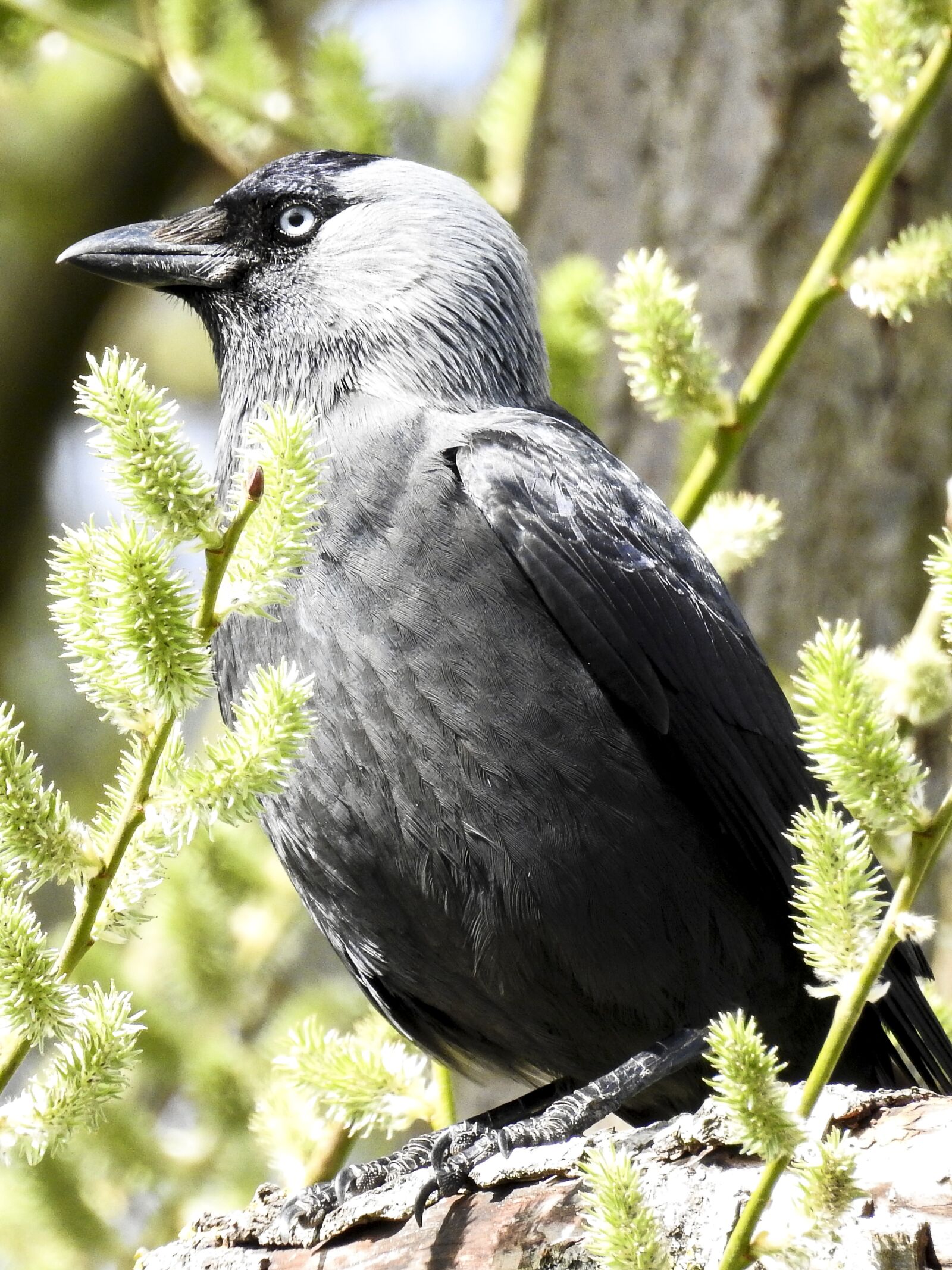 Nikon Coolpix P900 sample photo. Jackdaw, raven bird, bird photography