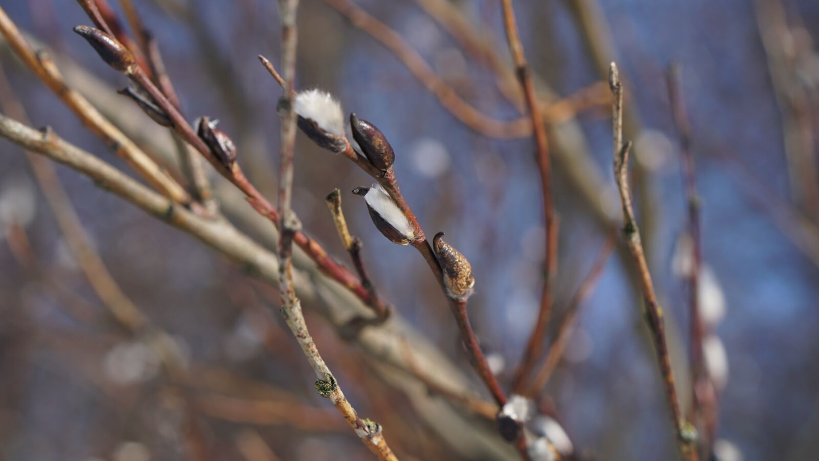 E 50mm F1.8 OSS sample photo. Nature, tree, outdoors photography