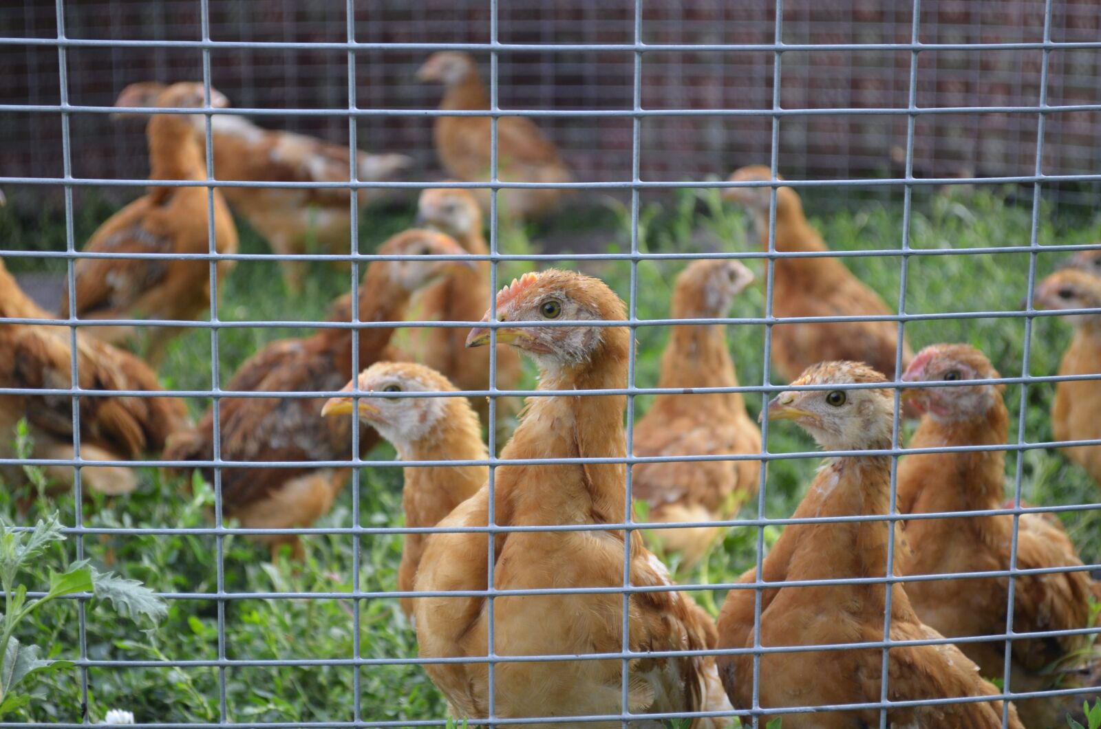 Nikon D5100 sample photo. Chicken, chickens, aviary photography