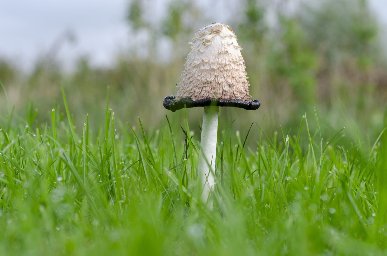 Nikon D7000 sample photo. Fungus, fall, leaf photography