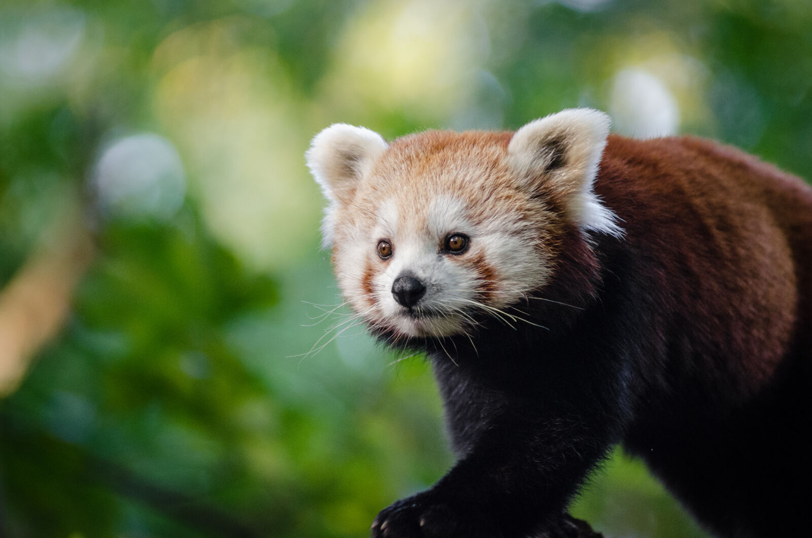 AF Zoom-Nikkor 80-200mm f/2.8 ED sample photo