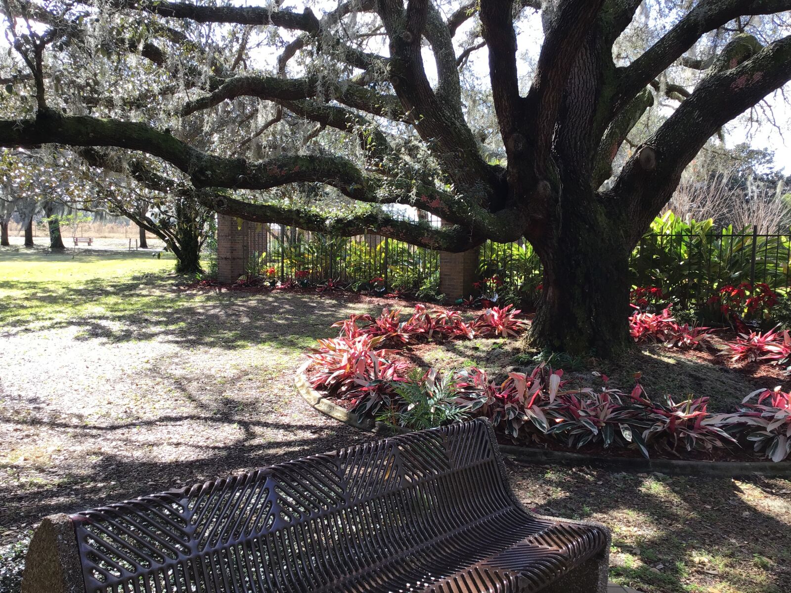 Apple iPad (6th generation) sample photo. Tree, shadows, florida photography
