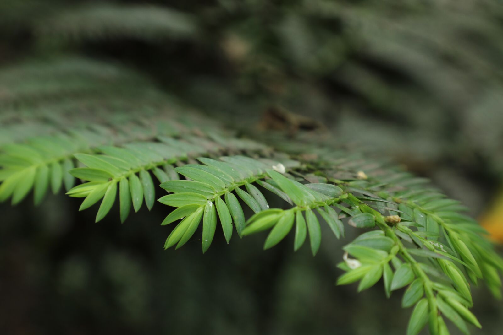 Canon EF 24-105mm F4L IS II USM sample photo. Pine, forest, nature photography