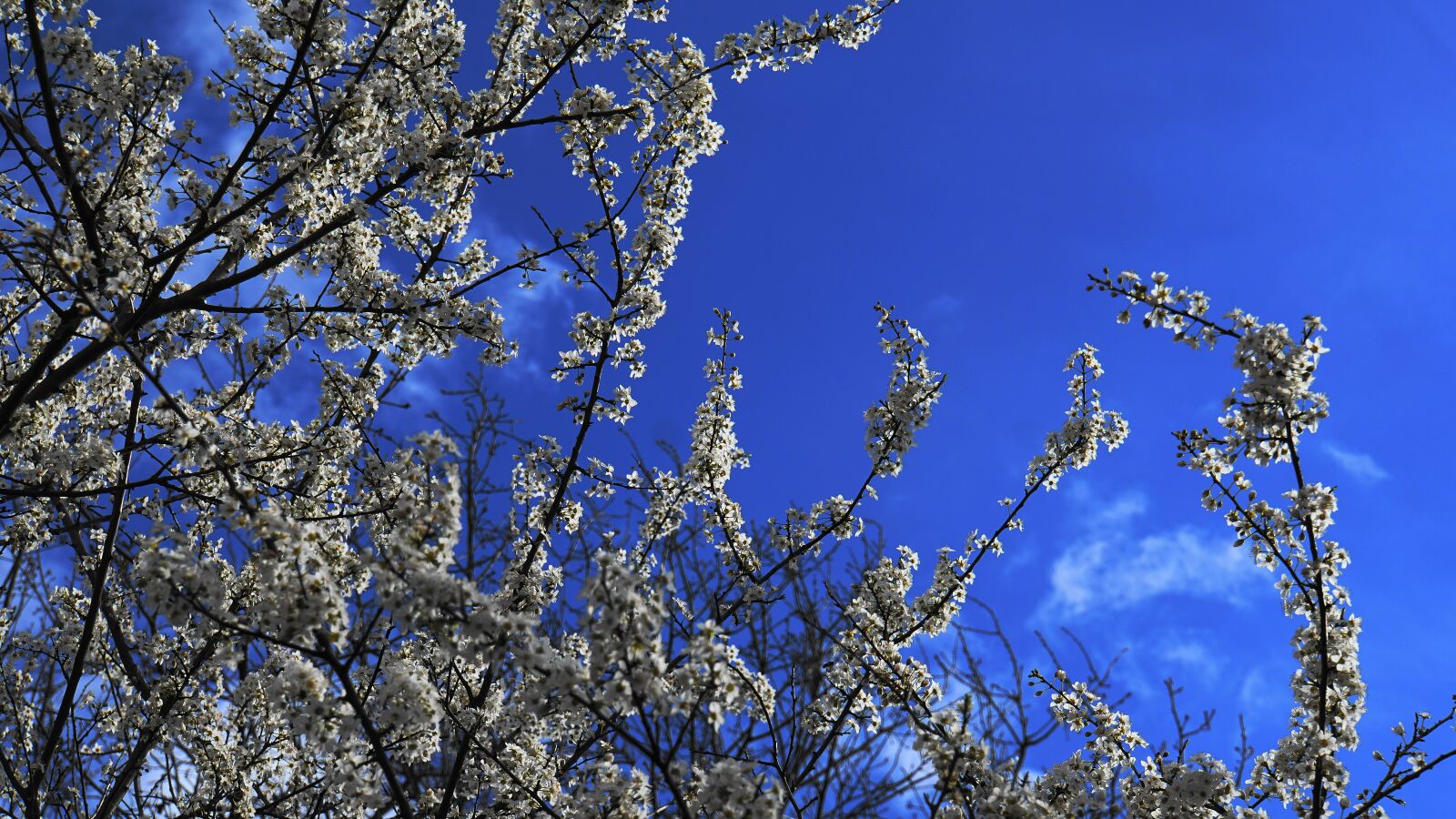 Sony E 18-200mm F3.5-6.3 OSS LE sample photo. Flowers, tree, wildwachsend photography