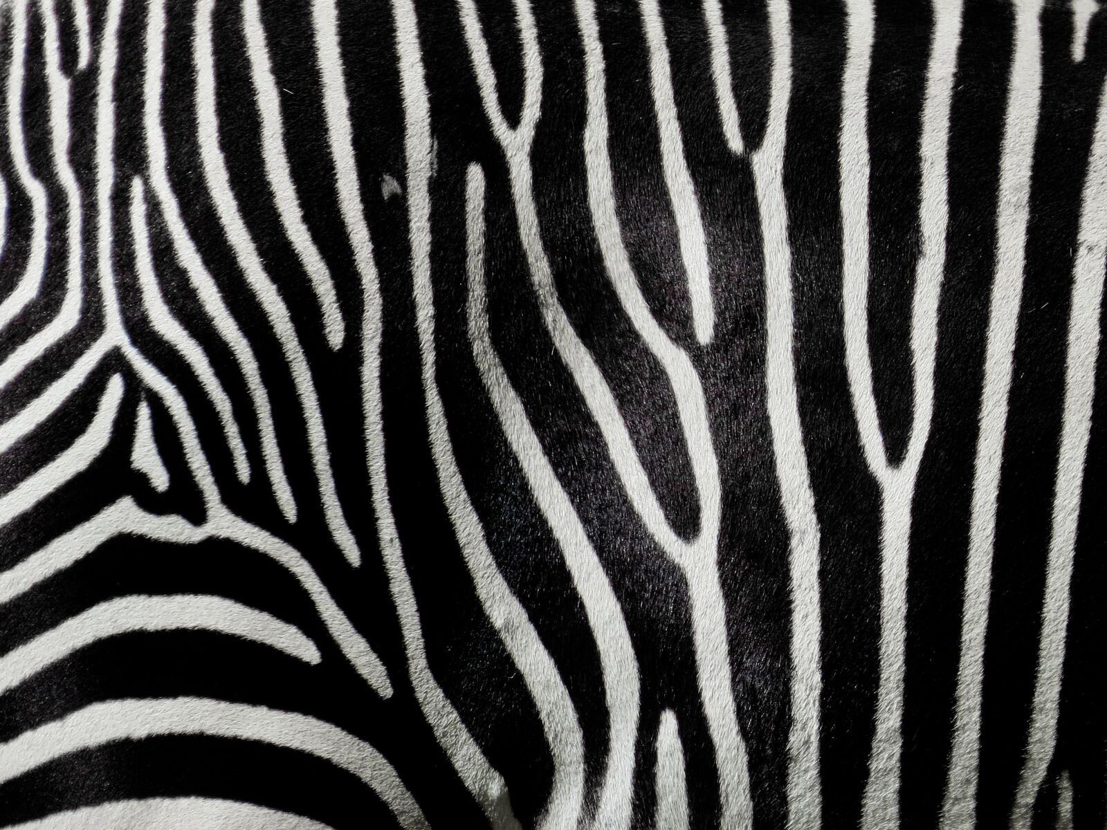 Canon PowerShot SX50 HS sample photo. Zebra, stripes, pattern photography