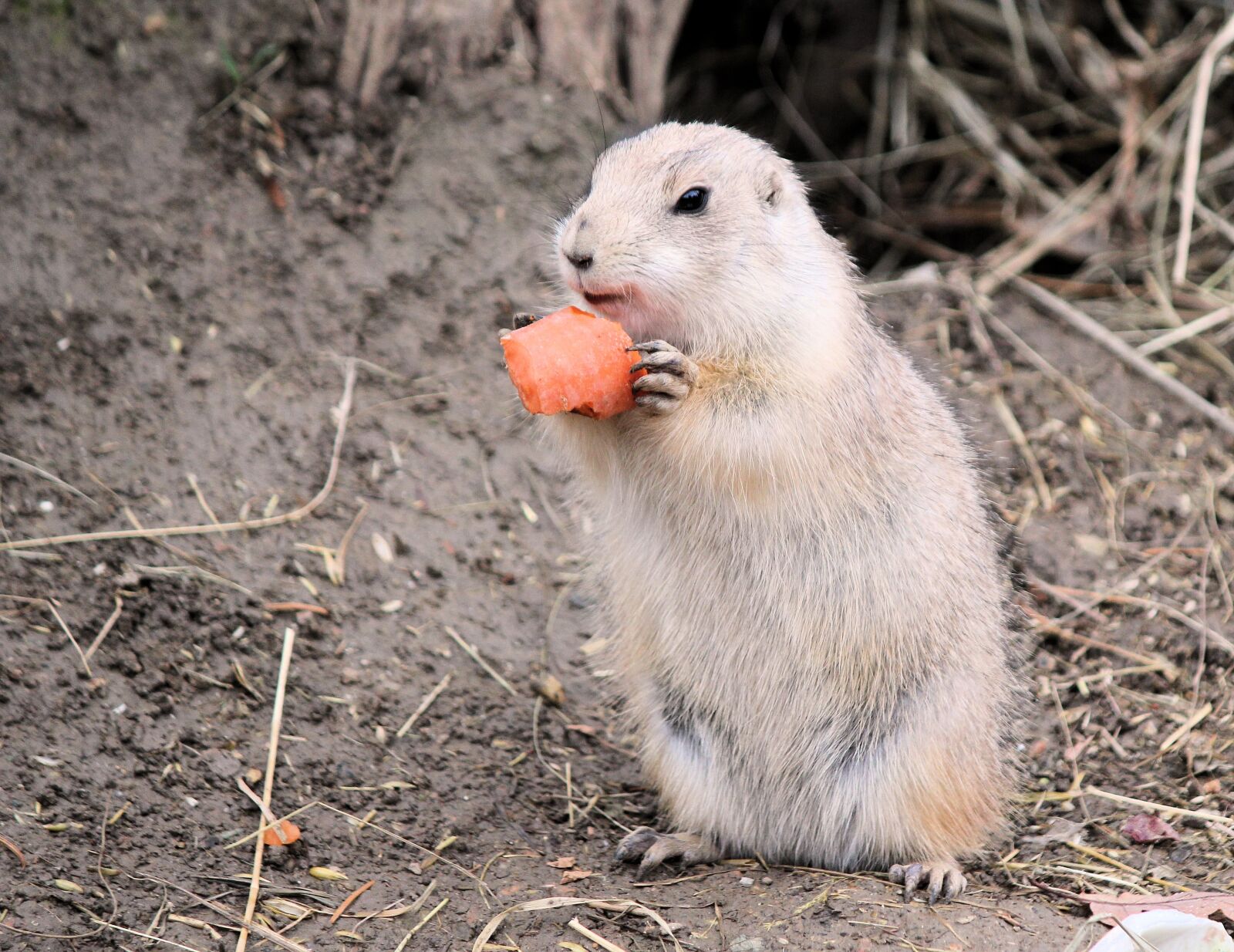 Canon EOS 550D (EOS Rebel T2i / EOS Kiss X4) sample photo. Gopher, rodent, mammal photography