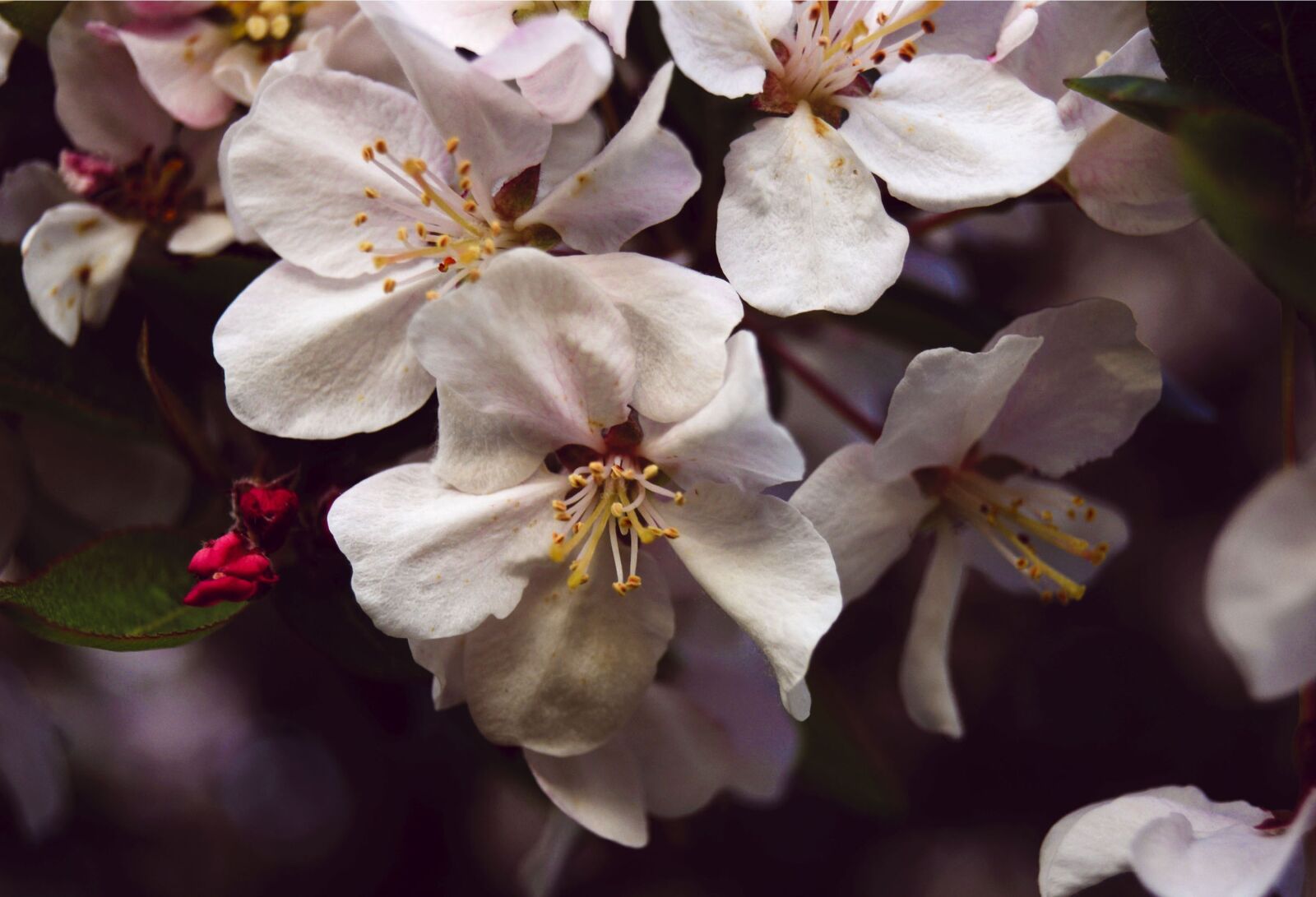 Nikon D3300 sample photo. White flower, apple blossom photography