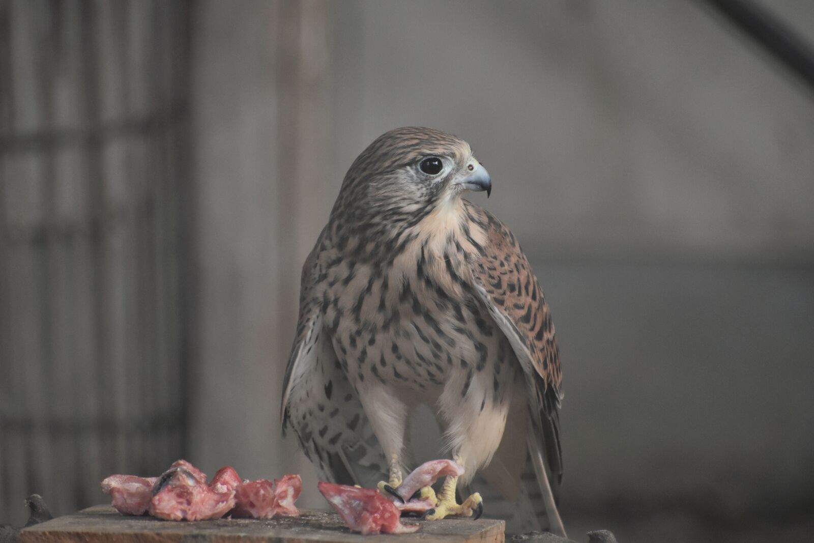 Nikon D7200 sample photo. Animal, bird, wild birds photography