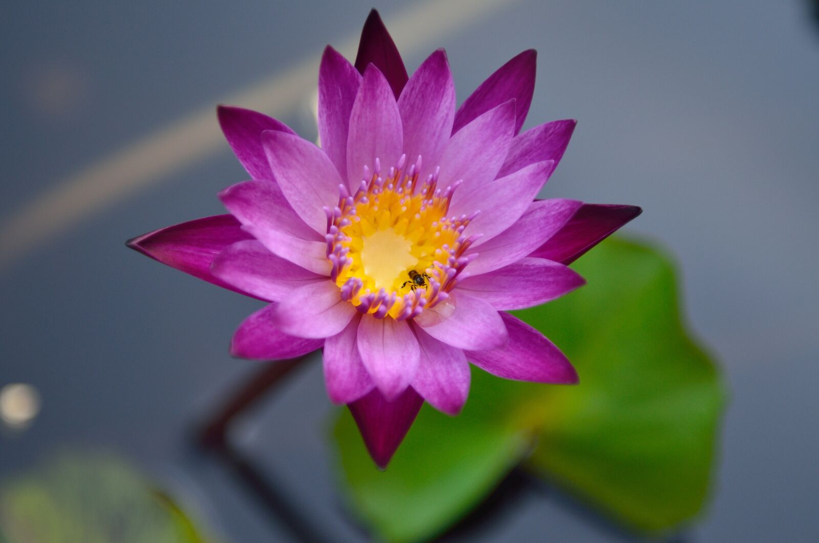 Nikon D7000 sample photo. Lotus, plant, pond photography