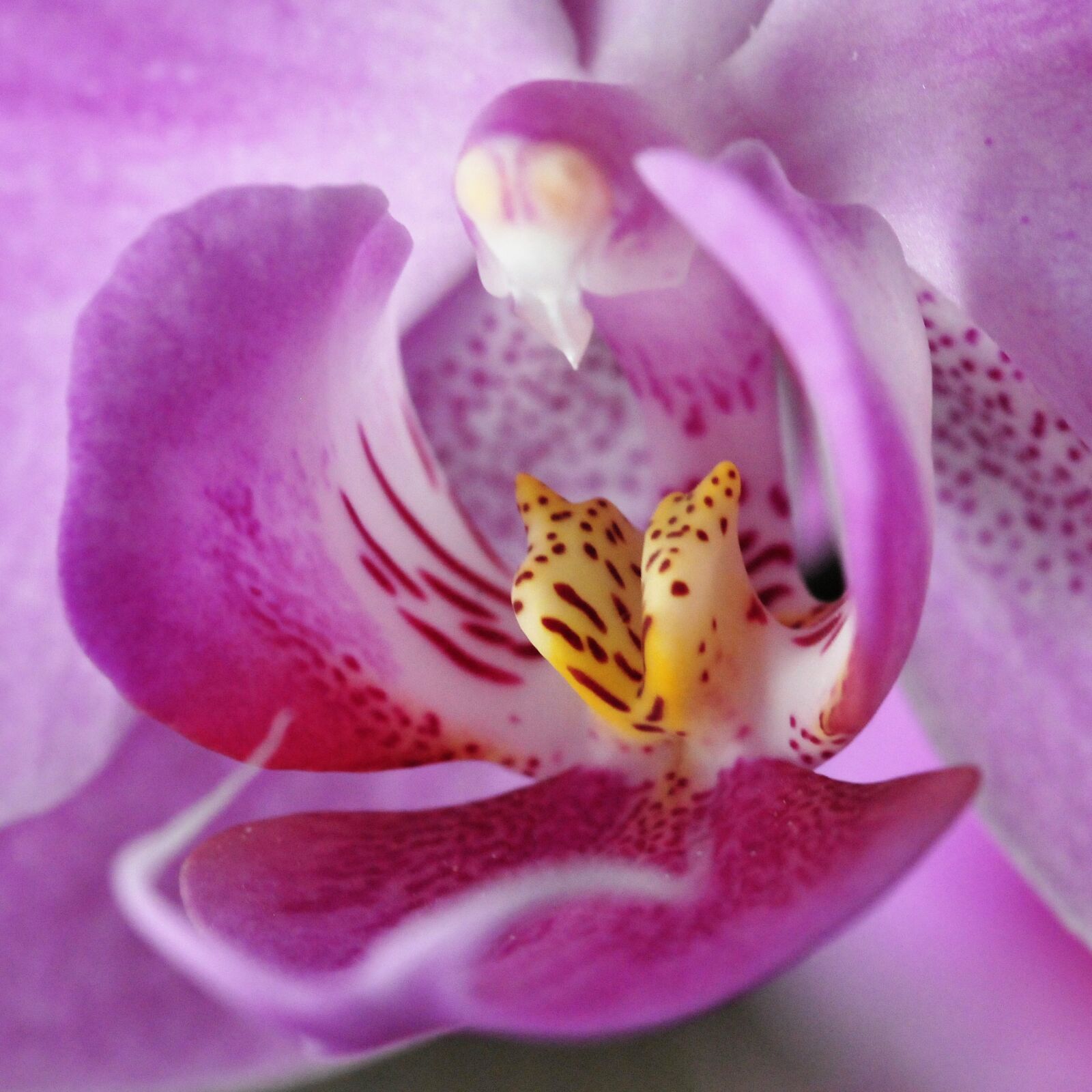Nikon D300 sample photo. Flower, orchid, phalaenopsis photography