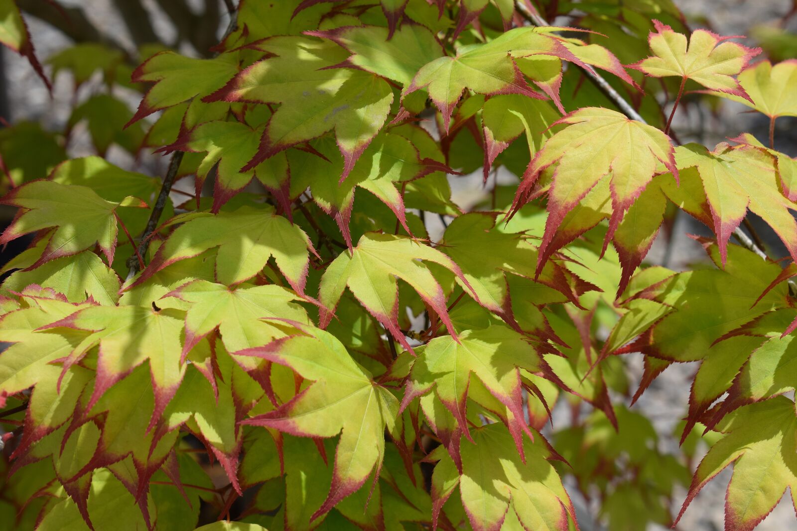 Nikon D3300 sample photo. Japanese maple leaves, tree photography