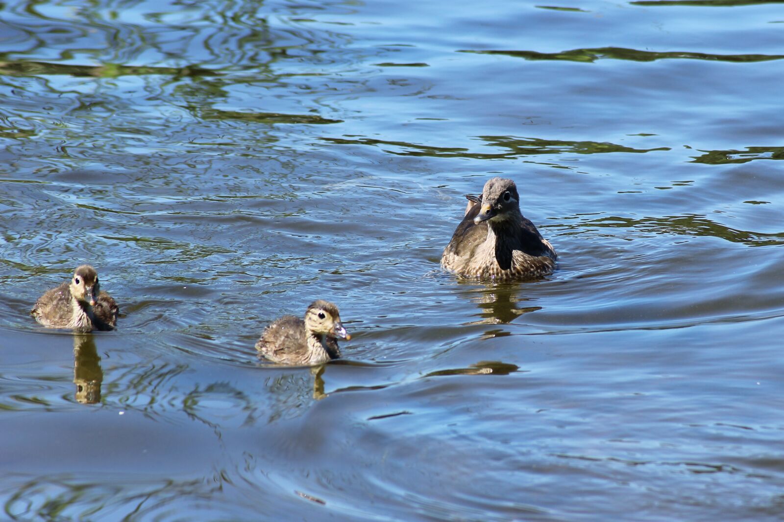 Canon EOS 600D (Rebel EOS T3i / EOS Kiss X5) sample photo. Gadwall, duck, chicken photography
