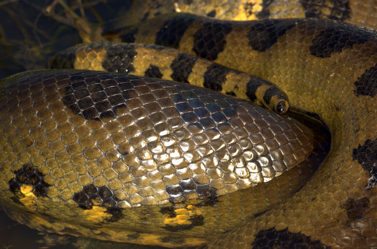 Nikon D70s sample photo. Anaconda, snake, reptile photography