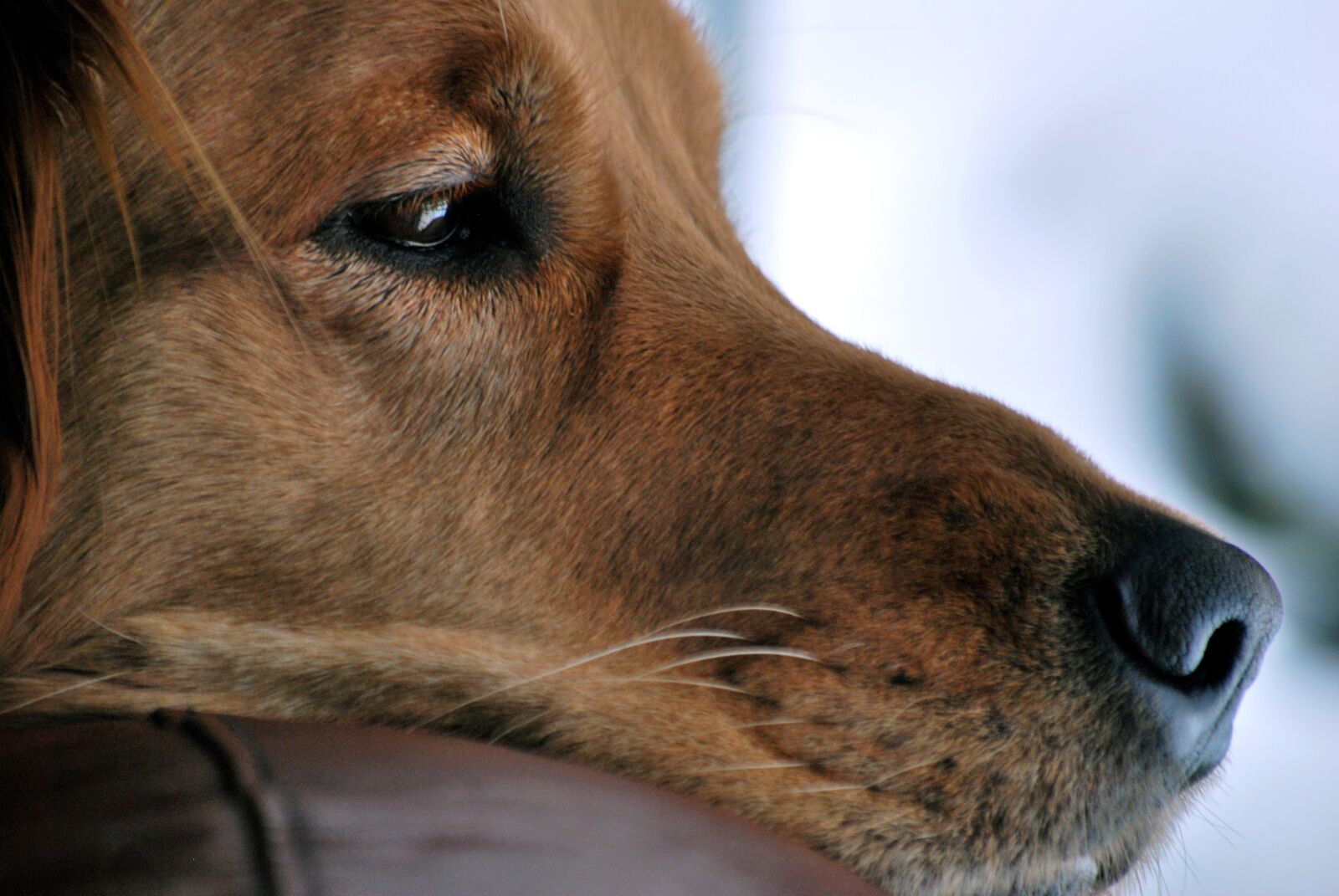 Nikon D60 sample photo. Dog, golden retriever, pet photography