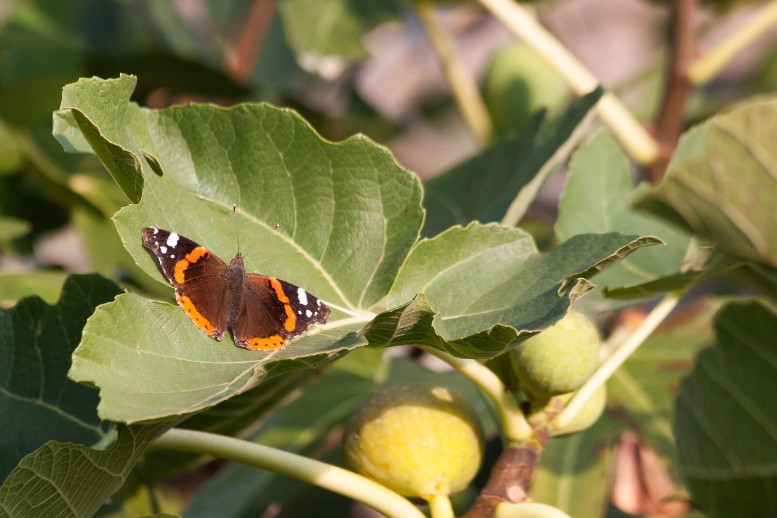 Canon EOS 50D sample photo. Admiral, butterfly, insect photography
