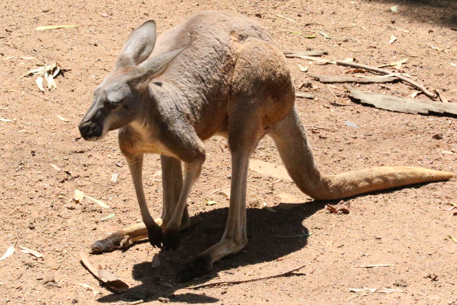 Canon EOS 7D Mark II sample photo. Animal, australia, brown, cangaroo photography