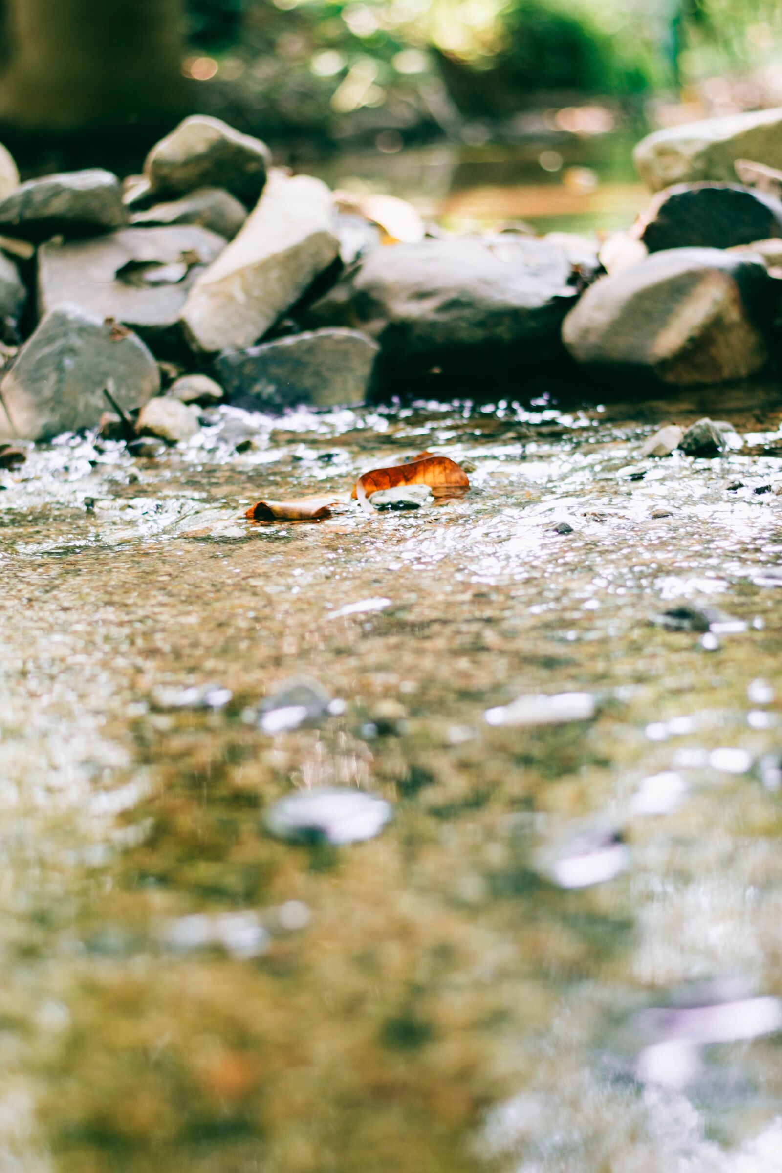 Nikon D5500 sample photo. River, nature, forest photography