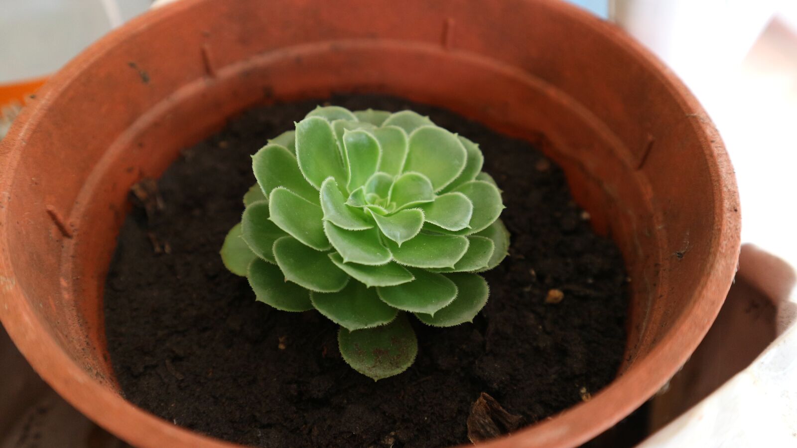Canon EOS M10 sample photo. Save the world, love photography