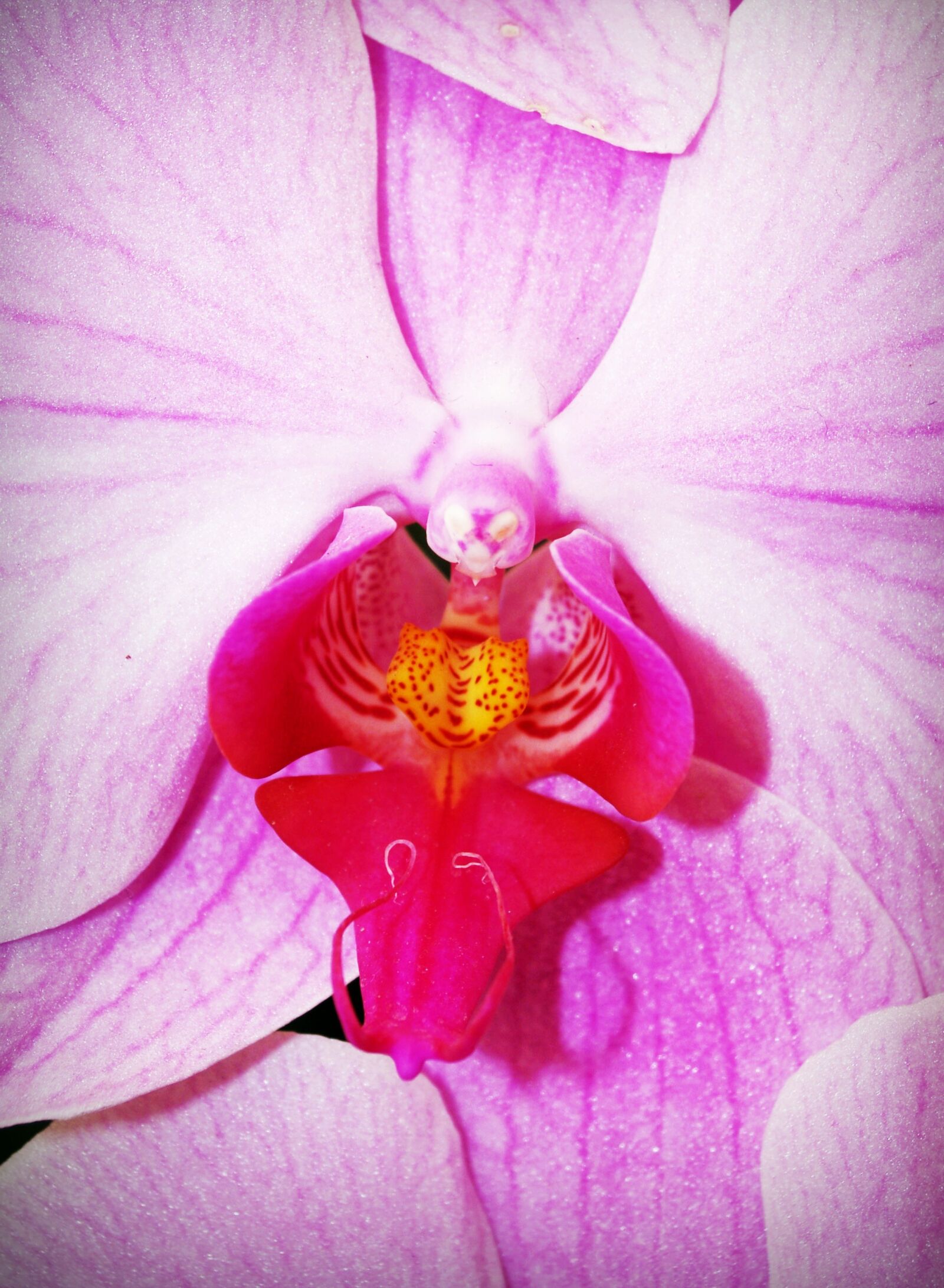Olympus E-300 (EVOLT E-300) sample photo. Flower, orchid, tropical photography