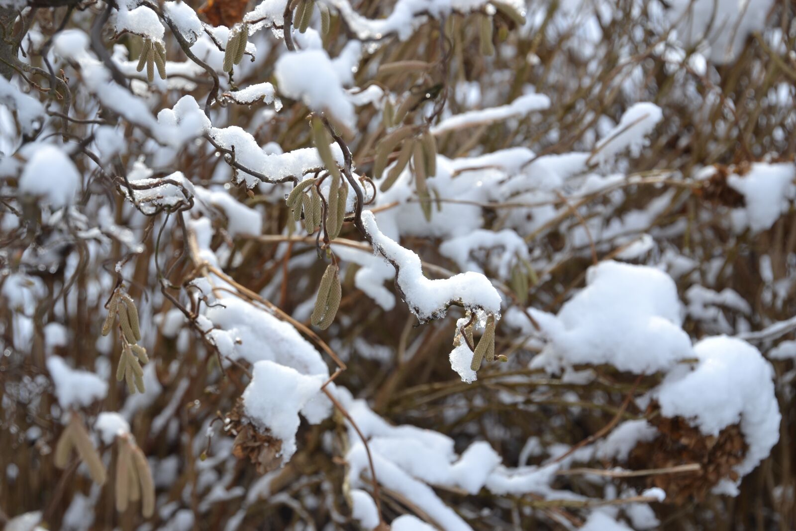 Nikon D3100 sample photo. Winter, snow, nature photography
