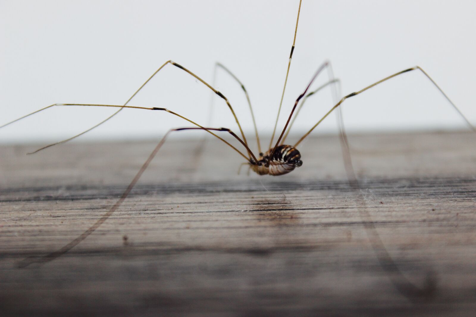 Canon EOS 600D (Rebel EOS T3i / EOS Kiss X5) sample photo. Makro, spider photography