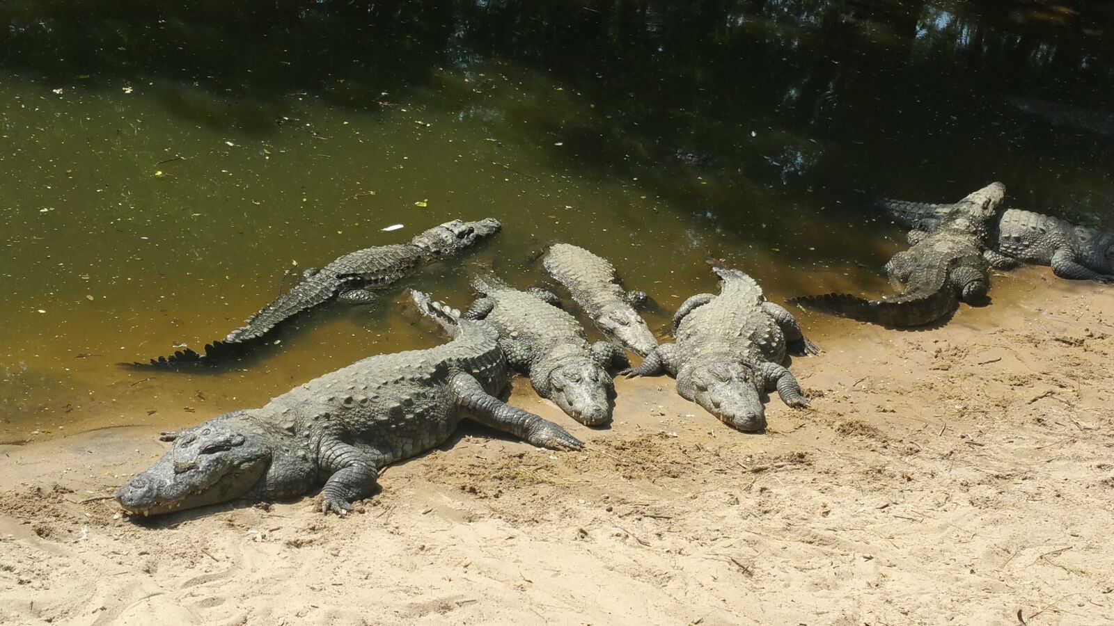 Samsung Galaxy Note4 sample photo. Crocodile, alligator, reptile photography