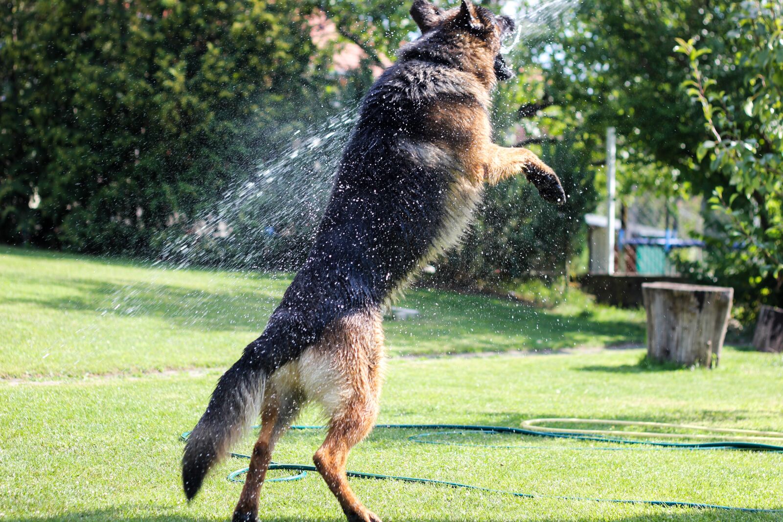 Canon EOS 550D (EOS Rebel T2i / EOS Kiss X4) sample photo. German shepherd, summer, dog photography