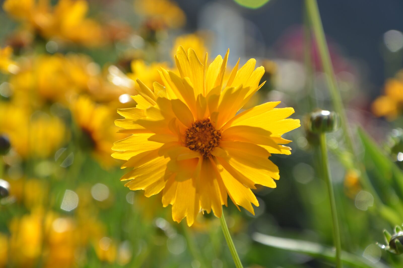 Nikon D5200 sample photo. Flower, flowers, petals photography