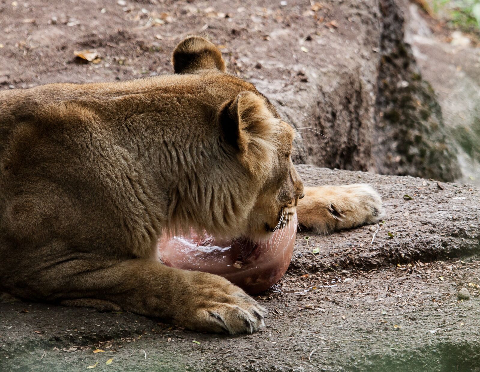 Canon EOS 50D sample photo. Lion, lioness, female photography