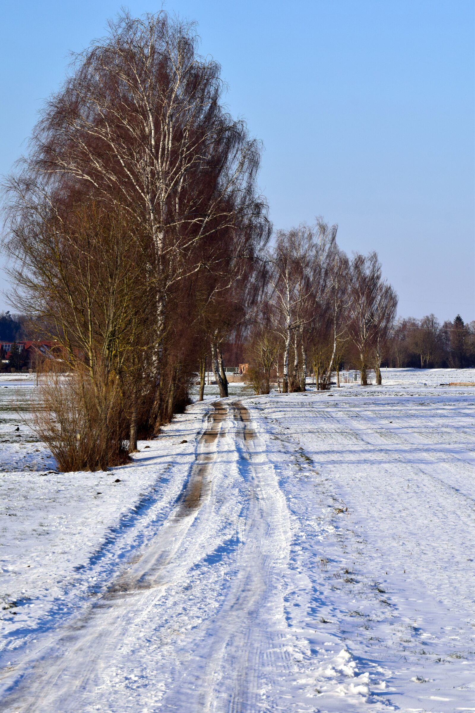 Nikon D3300 sample photo. Snow, winter, frost photography