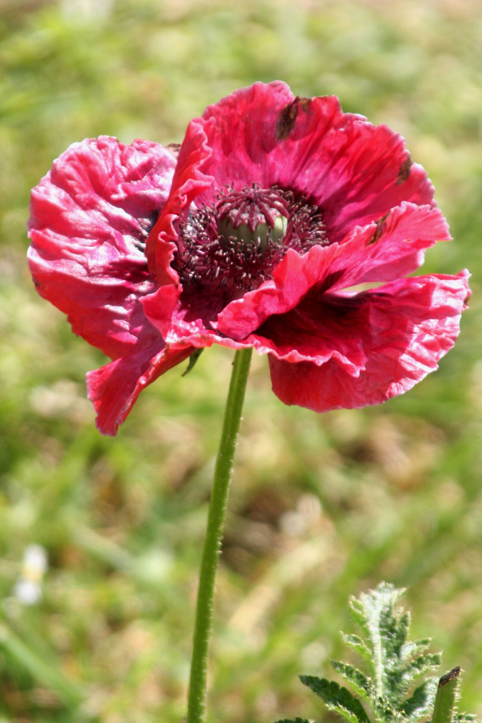 Canon EOS 350D (EOS Digital Rebel XT / EOS Kiss Digital N) sample photo. Flower, poppy, spring photography