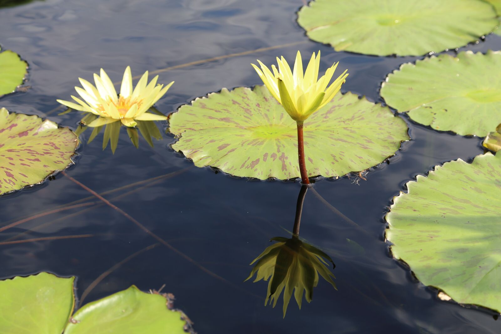 Canon EOS 6D + Canon EF 24-105mm F4L IS USM sample photo. Lotus, kite, water lilies photography