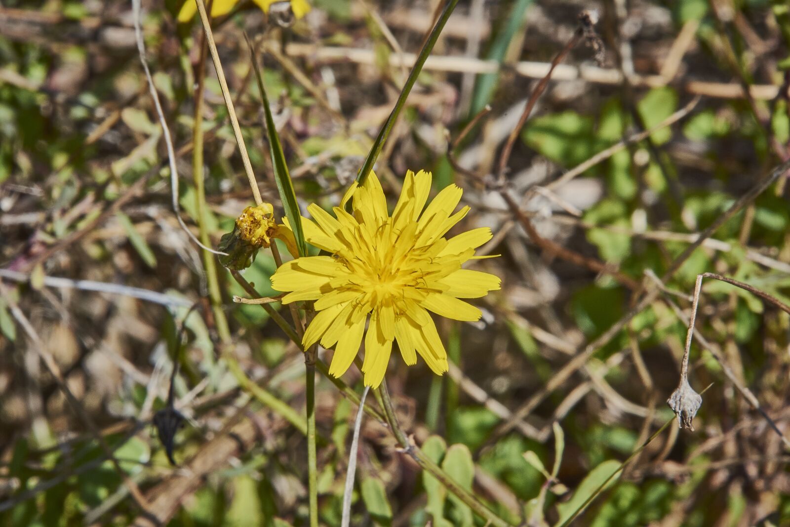 Nikon D7200 sample photo. Leaves, shrubs, plant photography