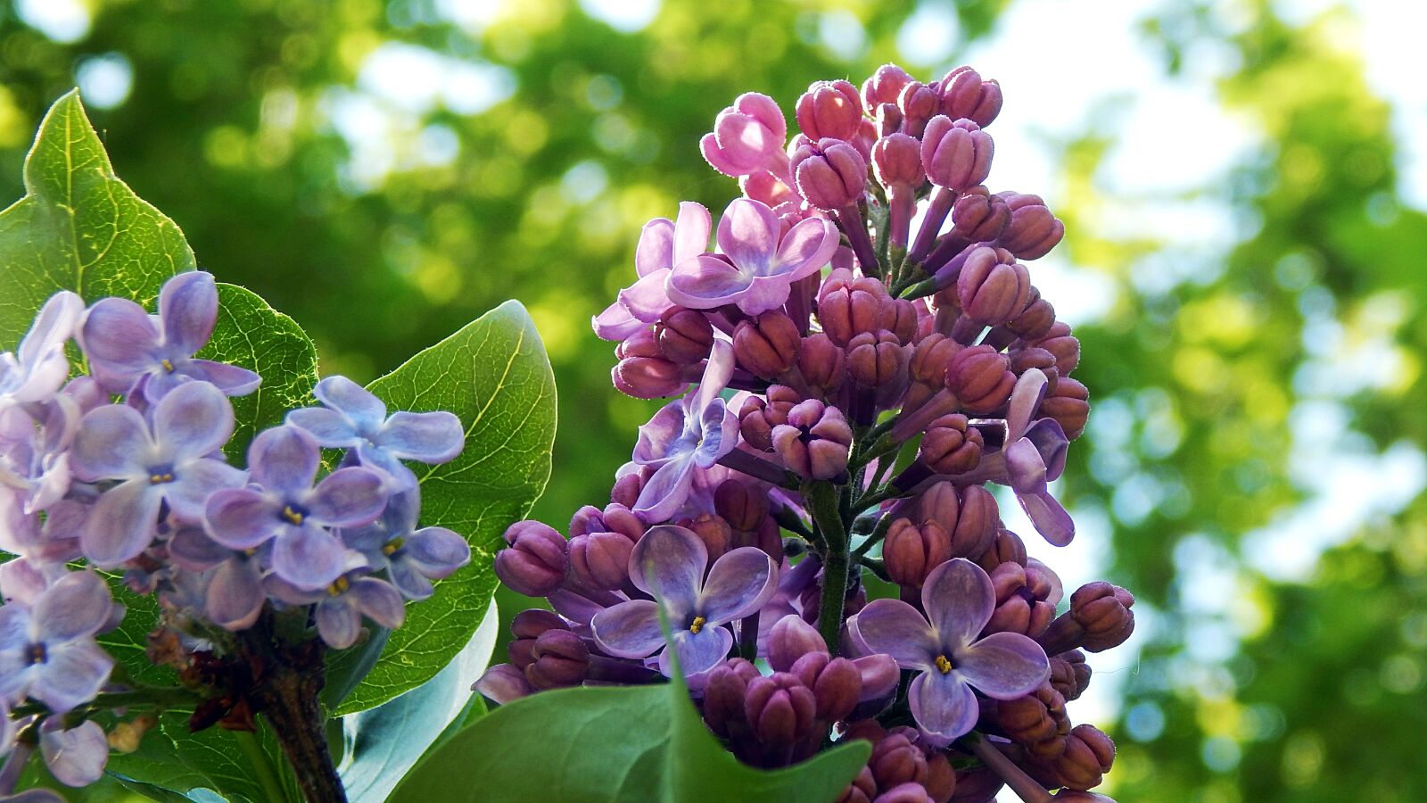 Nikon Coolpix L830 sample photo. Flower, nature, plant photography
