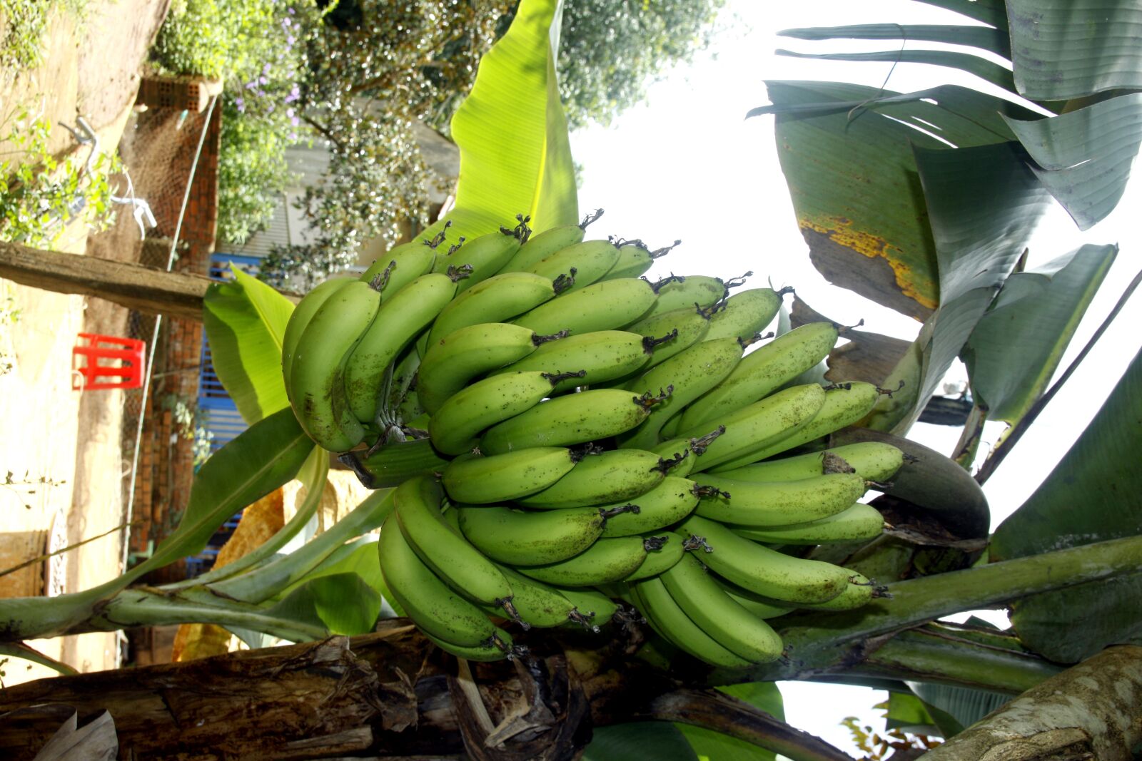 Canon EOS 50D sample photo. Bunch of bananas, bananas photography