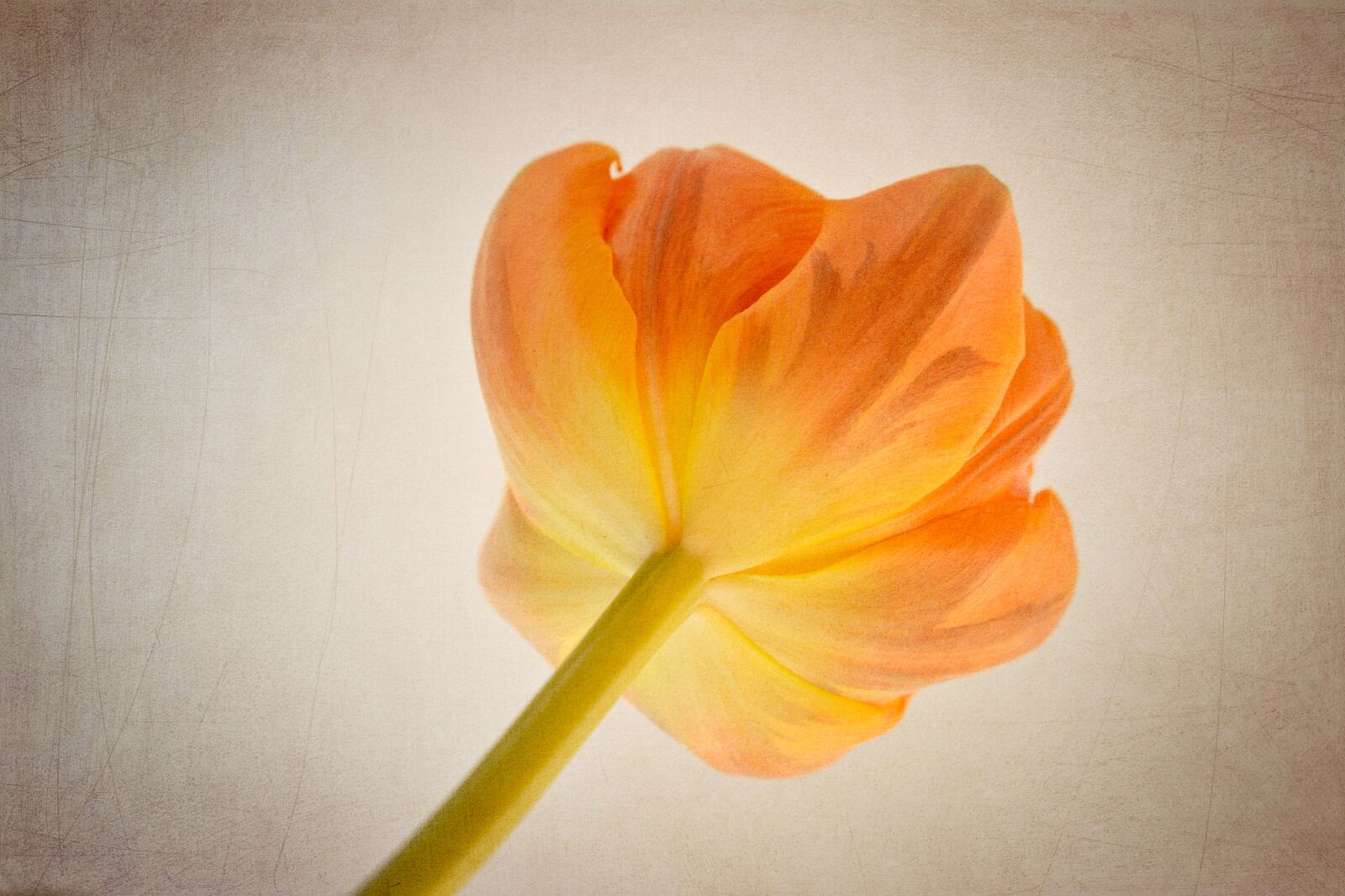 Nikon D7100 sample photo. Tulip, flower, orange photography