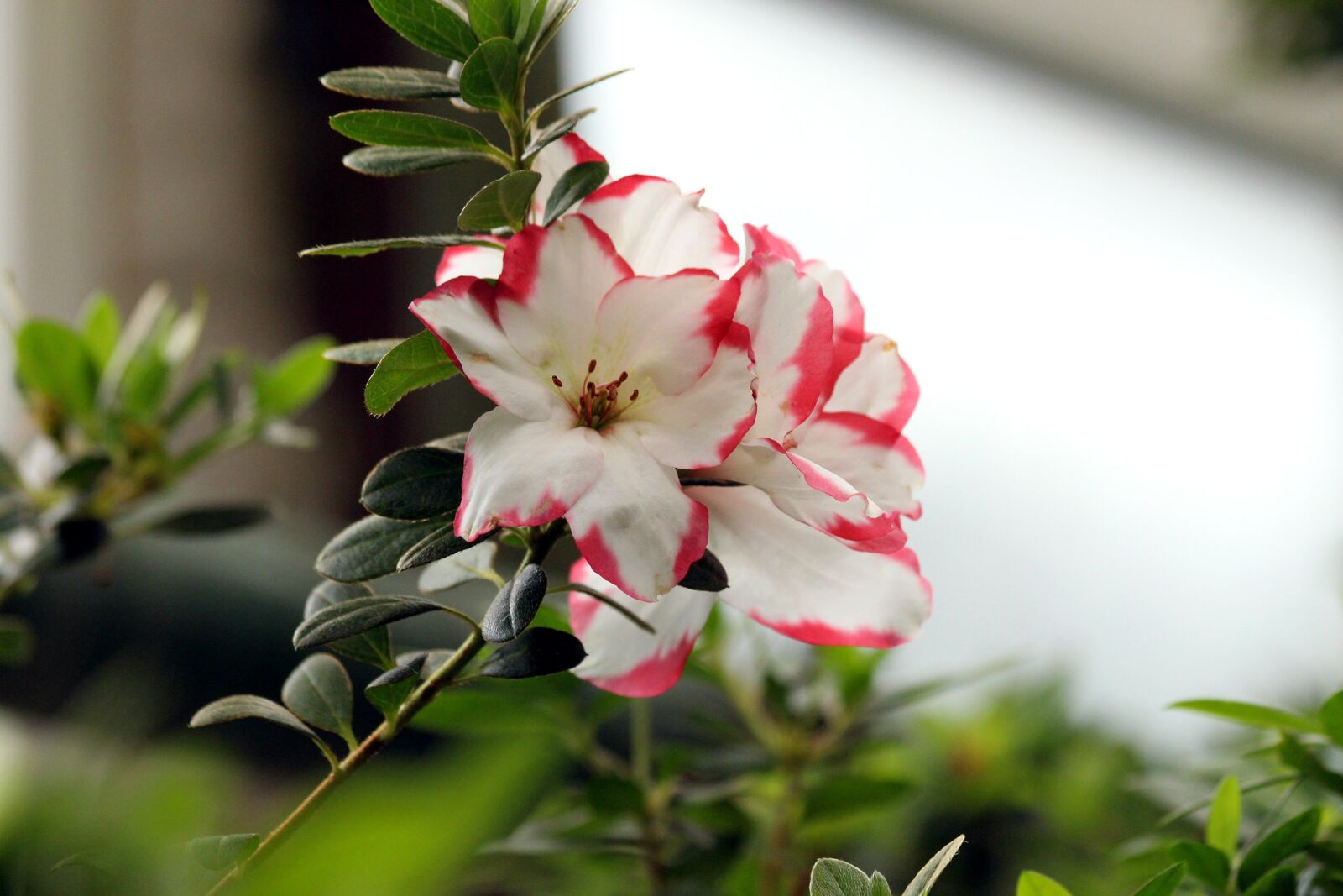 Canon EOS 650D (EOS Rebel T4i / EOS Kiss X6i) sample photo. Rhododendron, flower, nature photography