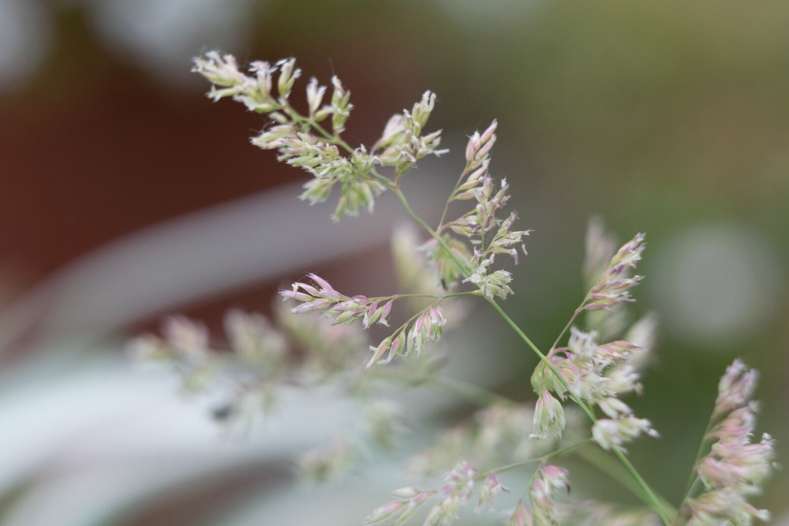 Nikon D3300 sample photo. Grass, meadow, nature photography