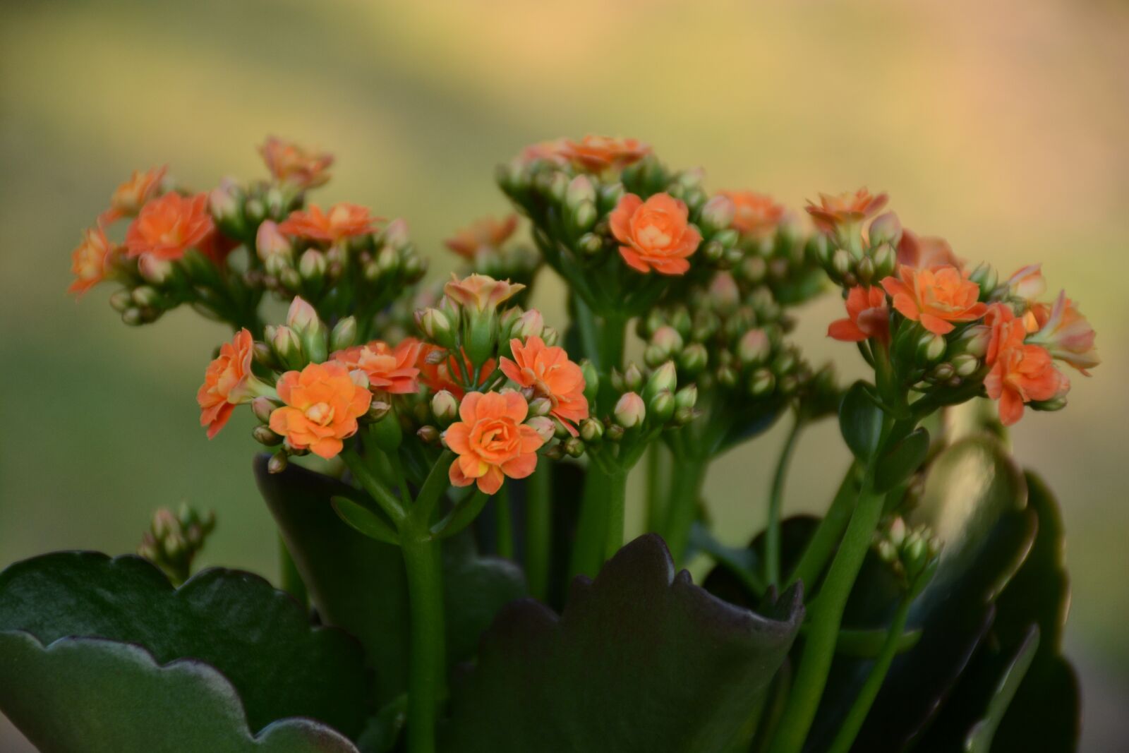 Nikon D7100 sample photo. Flower, orange, plant photography