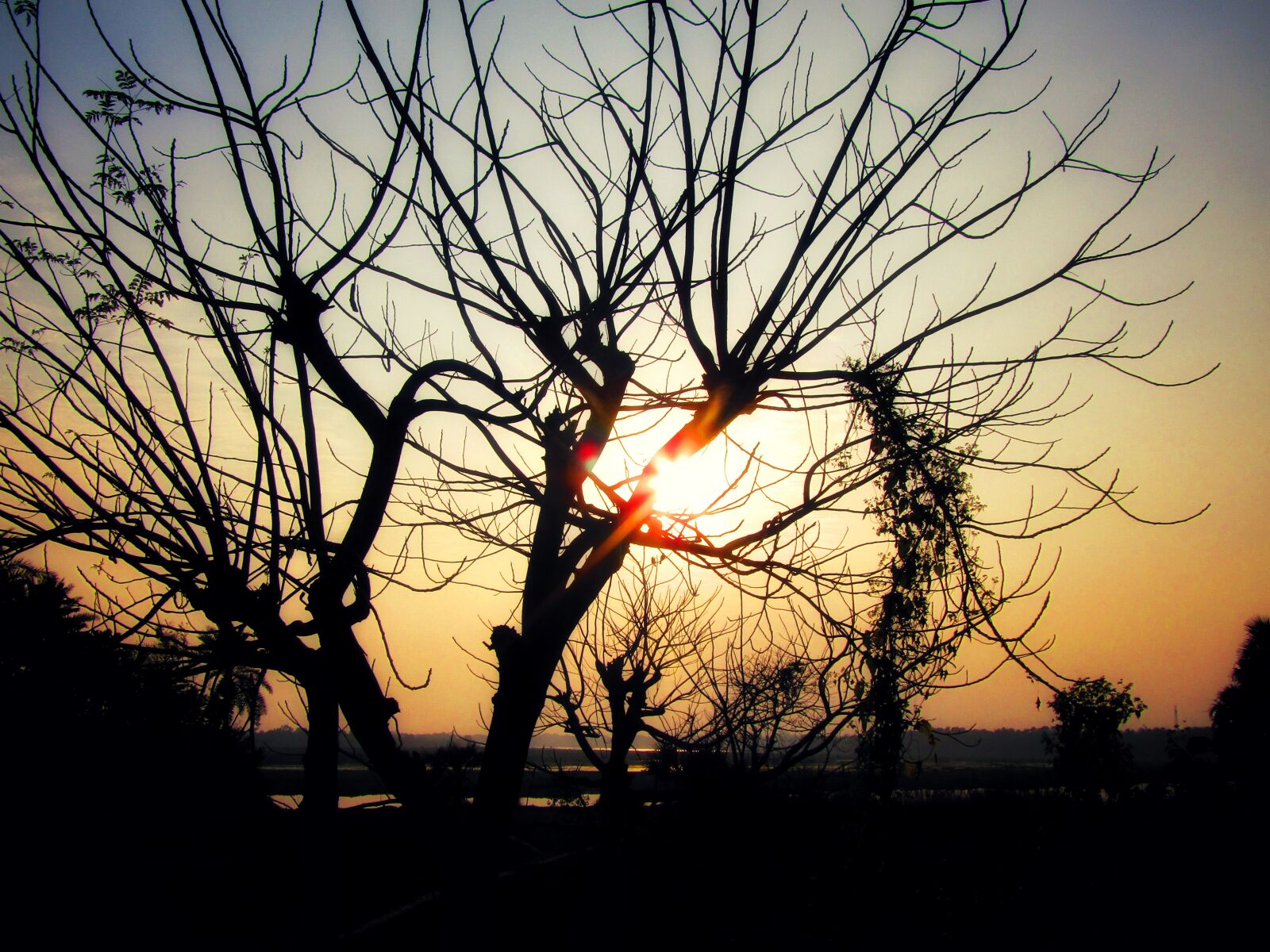 Canon PowerShot SX410 IS sample photo. Nature, sunset, tree photography