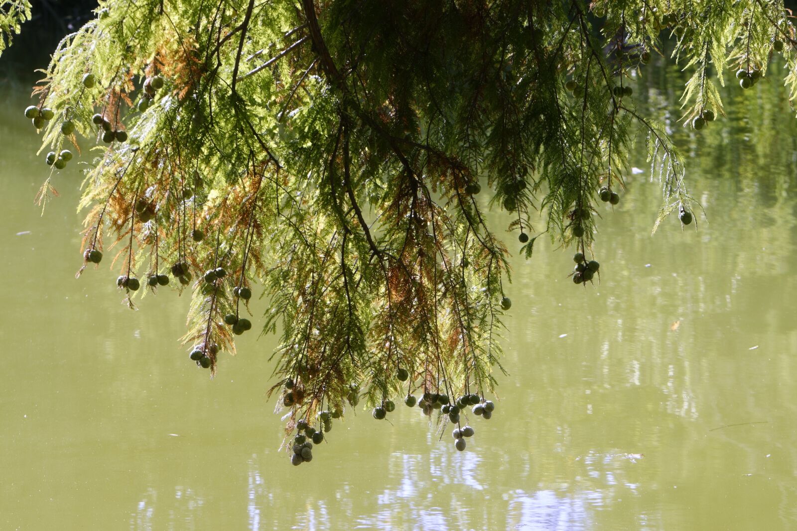 Nikon D5300 sample photo. Landscape, branch, tree photography