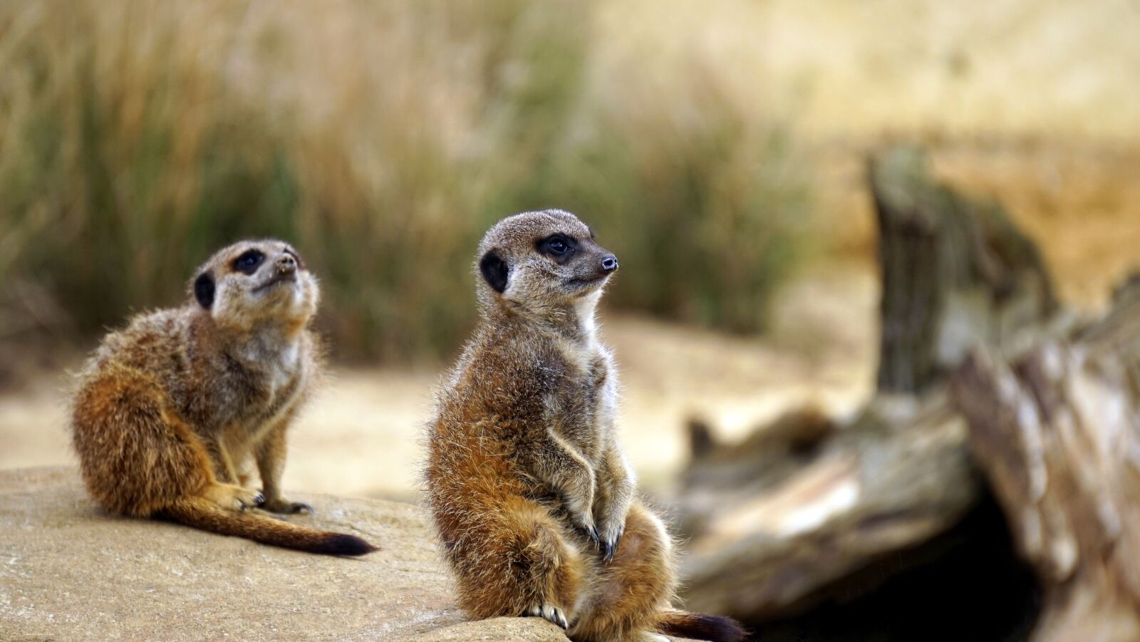 Sony MODEL-NAME sample photo. Meerkat, wild, animal photography